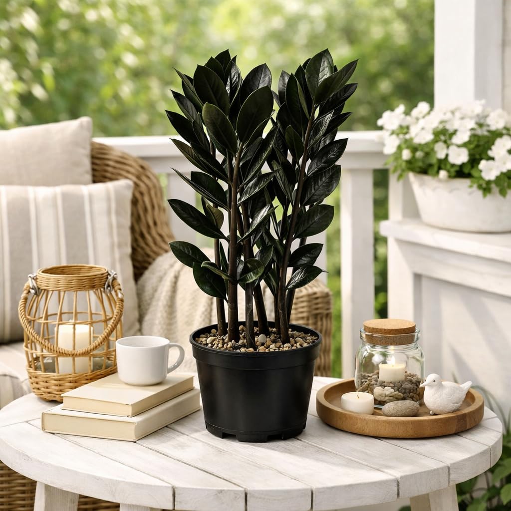 Black ZZ Plant Live Indoor Houseplant in 6 Inch Pot, Raven ZZ Plant, Zamioculcas Zamiifolia, Low Maintenance Potted Plant for Home and Office