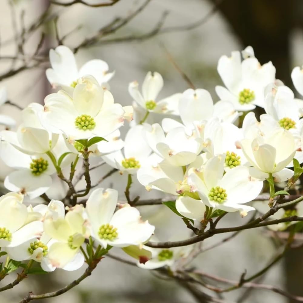 White Dogwood Tree Live Plant, 8-14 Inc Height, in Quart Pot, Flowering Ornamental Tree for Planting Home Garden