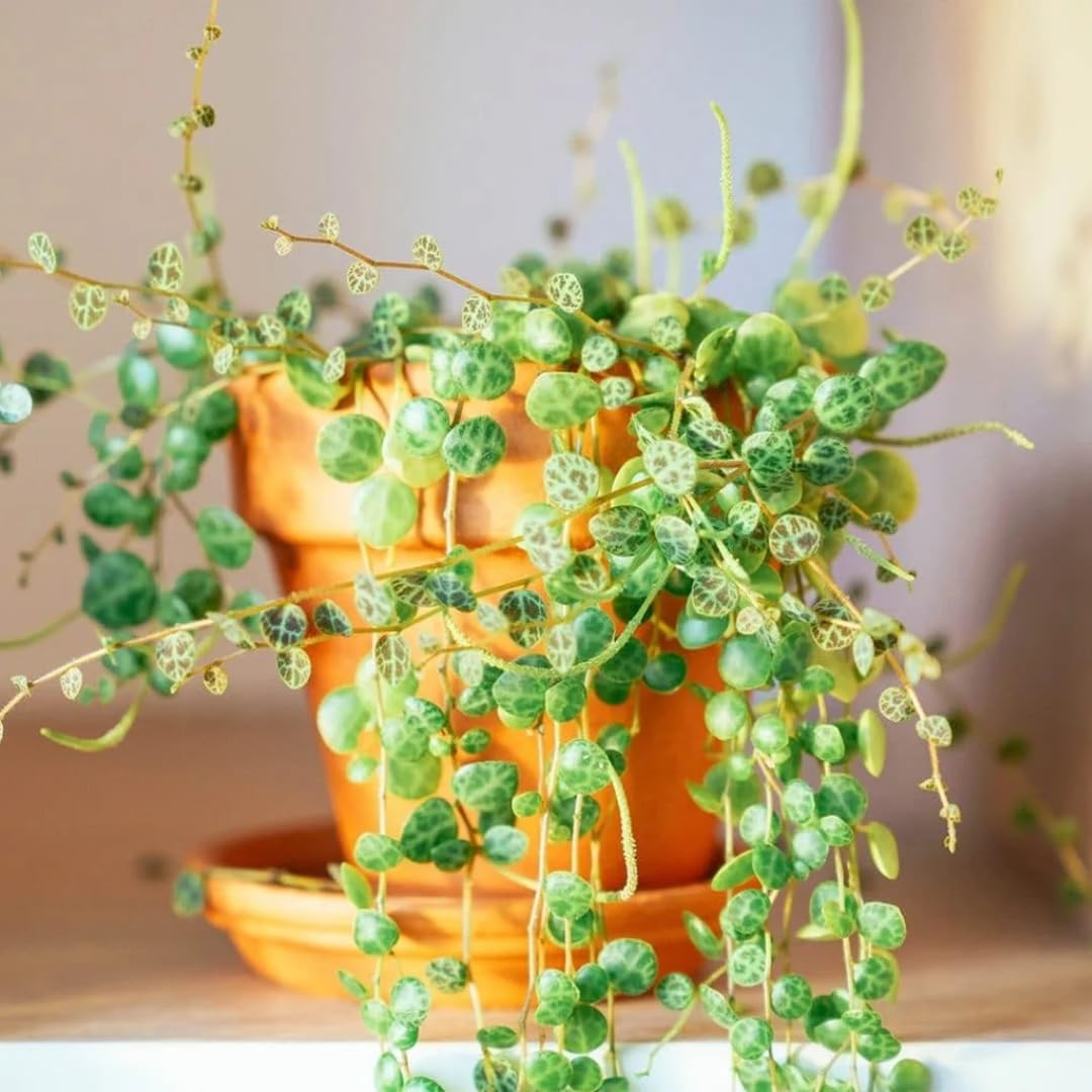 String of Turtles Live Plants, Easy Indoor Trailing Succulent in 2.5" Pot, Hanging Succulent Houseplant Indoor Outdoor Planting