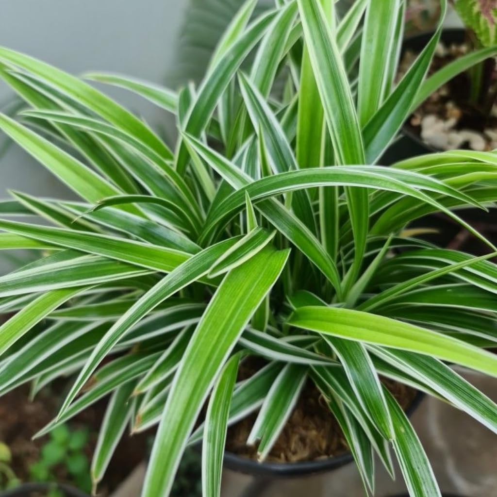 Curly Spider Plant Live in 2 Inch Pot, Live Spider Plants Indoor, Air-Purifying, Low Maintenance, Perfect for Home and Office Décor, Easy Care Starter Plants