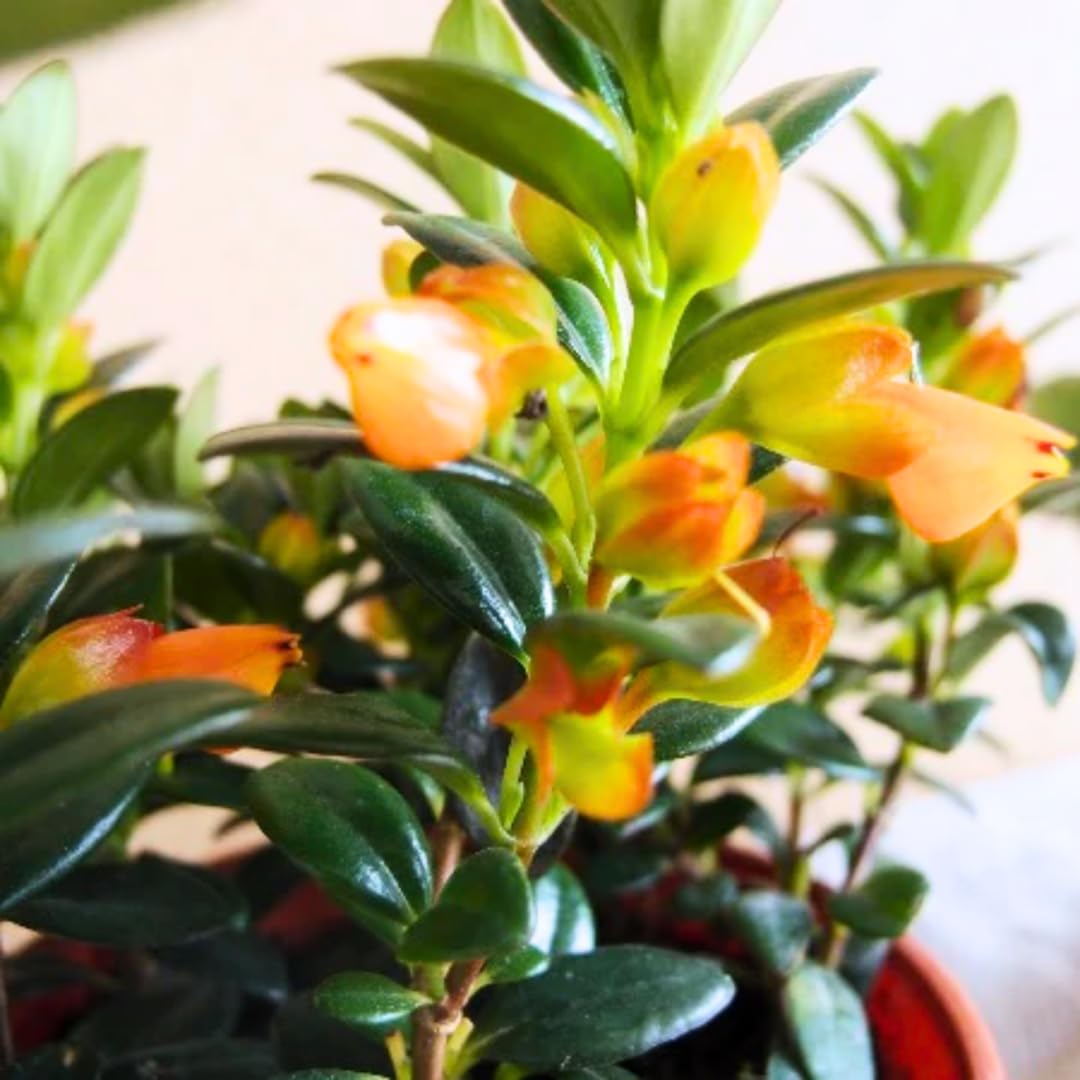 Goldfish Plant Live, Trailing Indoor Houseplant in 4 Inch Pot for Hanging Planters