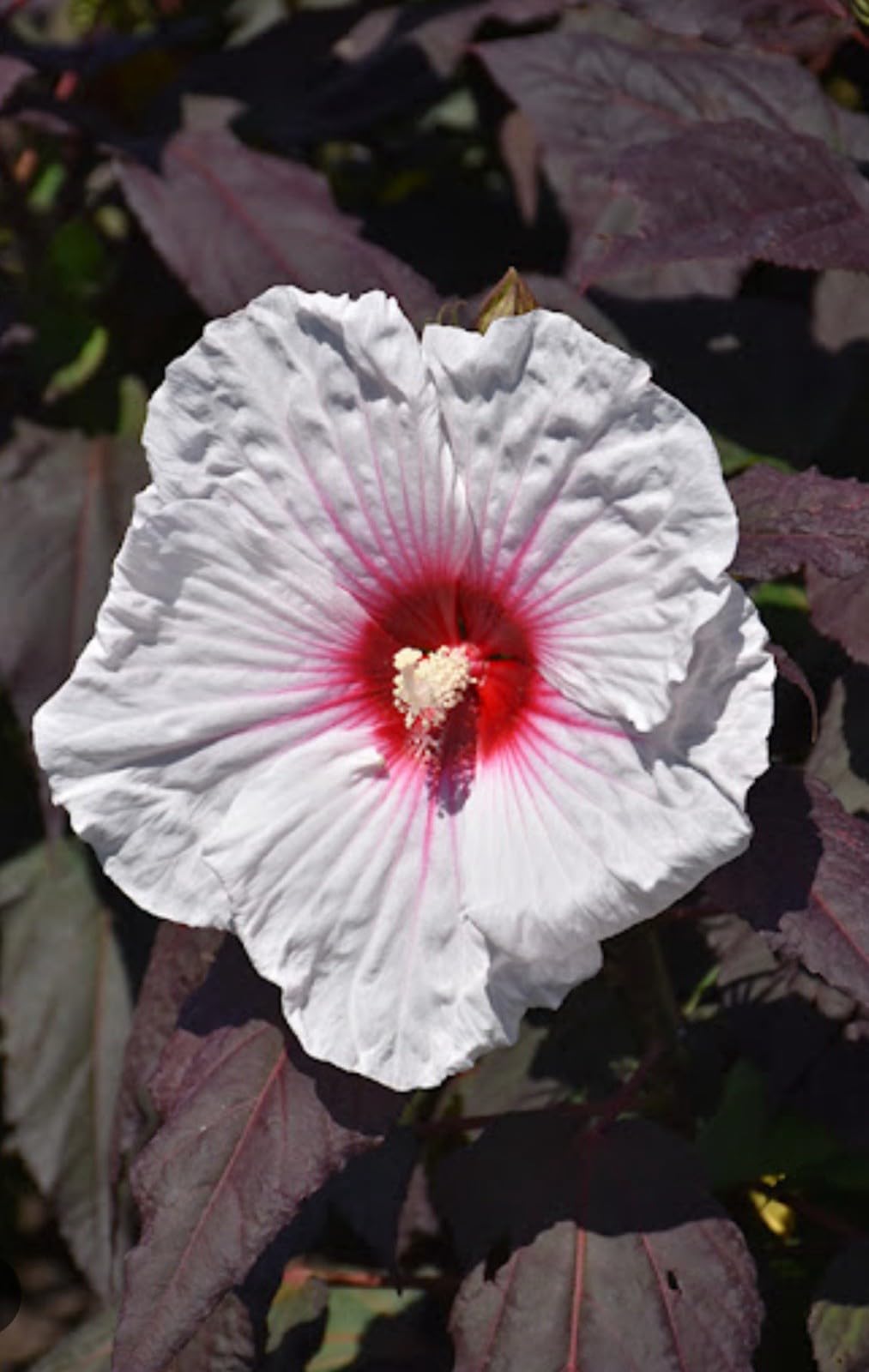 Live Plant - Mocha Moon Hibiscus moscheutos-Small Rooted Starter Plant-Huge 8-10” Blooms