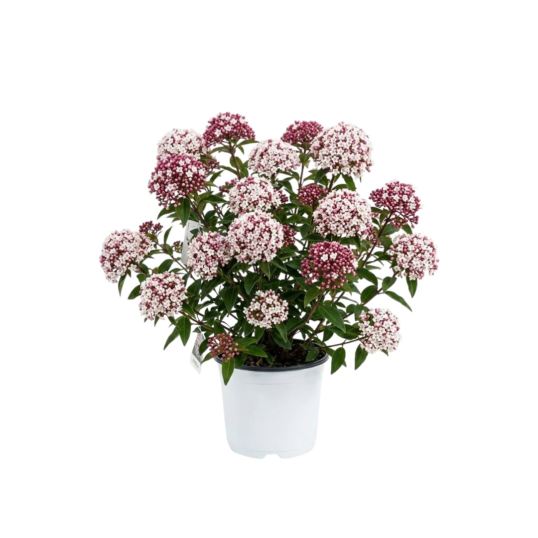 Viburnum Bush Plant Potted, Hardy Flowering Shrub, Rare Viburnum Plant for Outdoor Garden, Landscape, or Hedge, 4-6 Inches (Pink Viburnum)