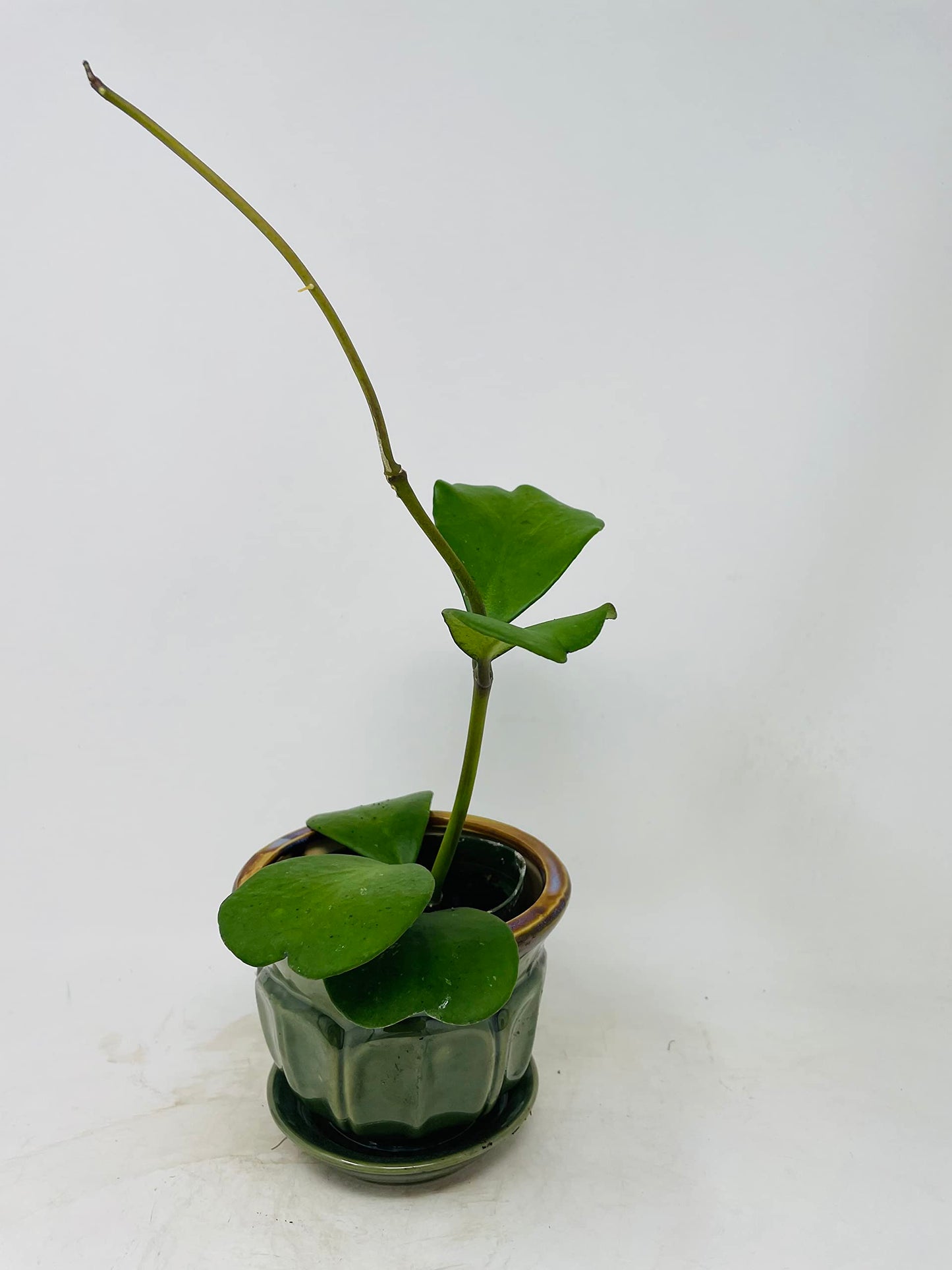 Green Hoya Kerrii Heart / Original Sweetheart Plant / Heart Shaped Succulent with Ceramic Pot / Saucer
