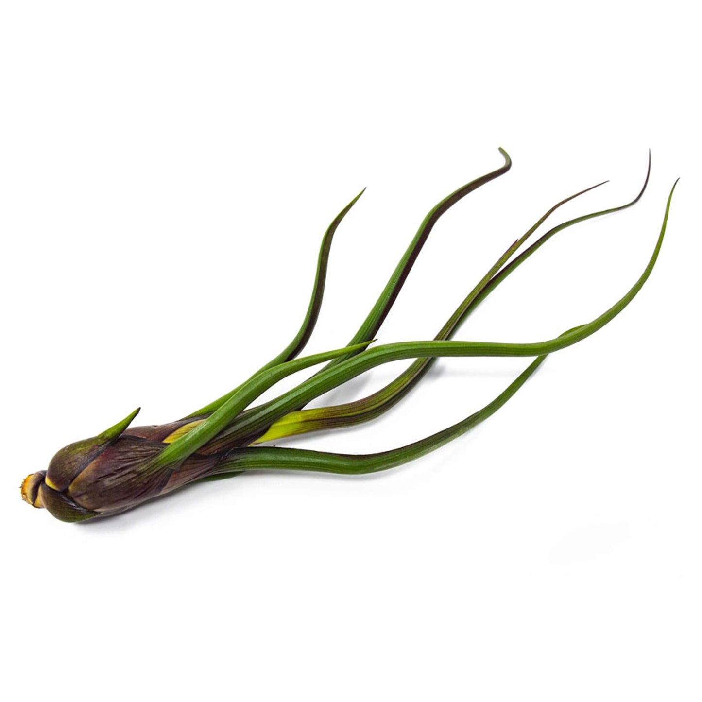 Tillandsia Air Plants Live Indoor Plants (100 Pack), Air Plants Bulk Party Favors or Wedding Favors Live Plants, Air Plant Lover Gifts, DIY Terrarium Kit, Air Succulents Plants Live by Plants for Pets