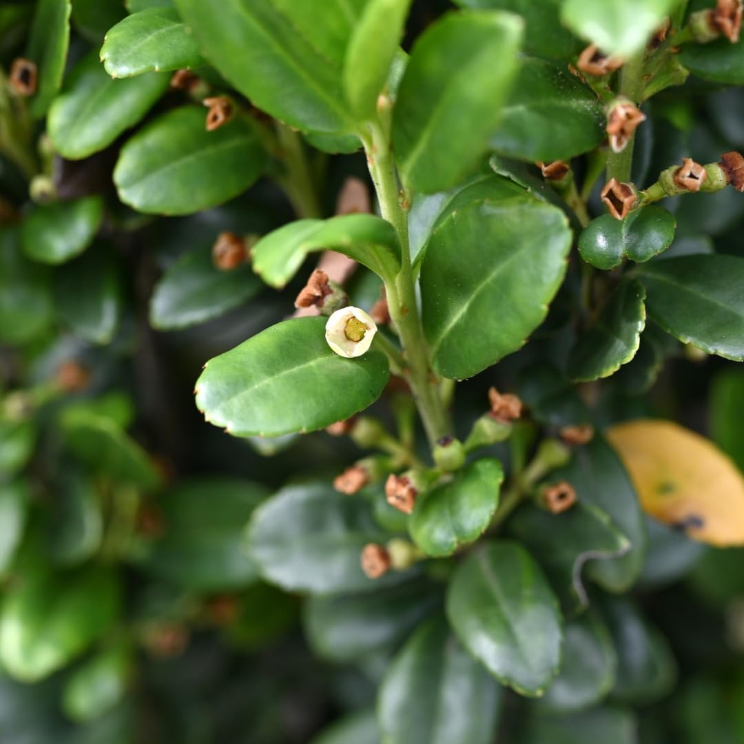Sky Pencil Holly Live Plant, 4" Pot, 12-18" Tall, Columnar Holly Shrub, Fast Growing Hedge Plant, Ideal for Containers, Entryways or Gardens