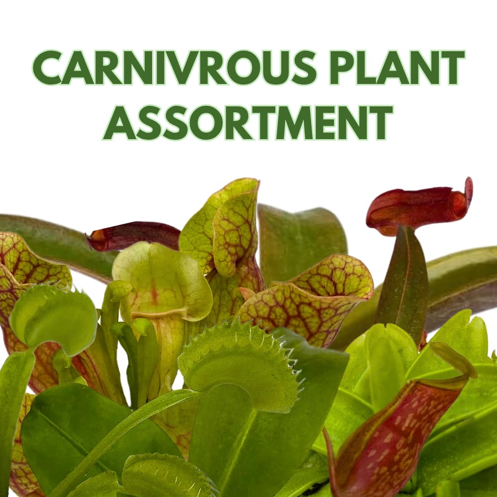 BubbleBlooms Carnivorous Plant Assortment Set, 3 Different Plant Species in 2 inch Pots