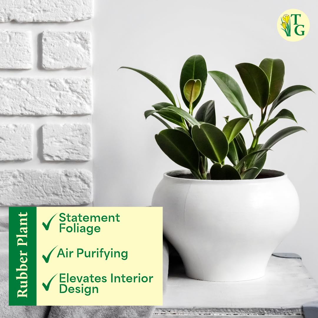 Thorsen's Greenhouse Ficus elastica, Live Indoor Plant, Rare Variety, Natural Air Purifier, Burgundy Rubber Plant, 4-Inch Diameter Pot (Copper)