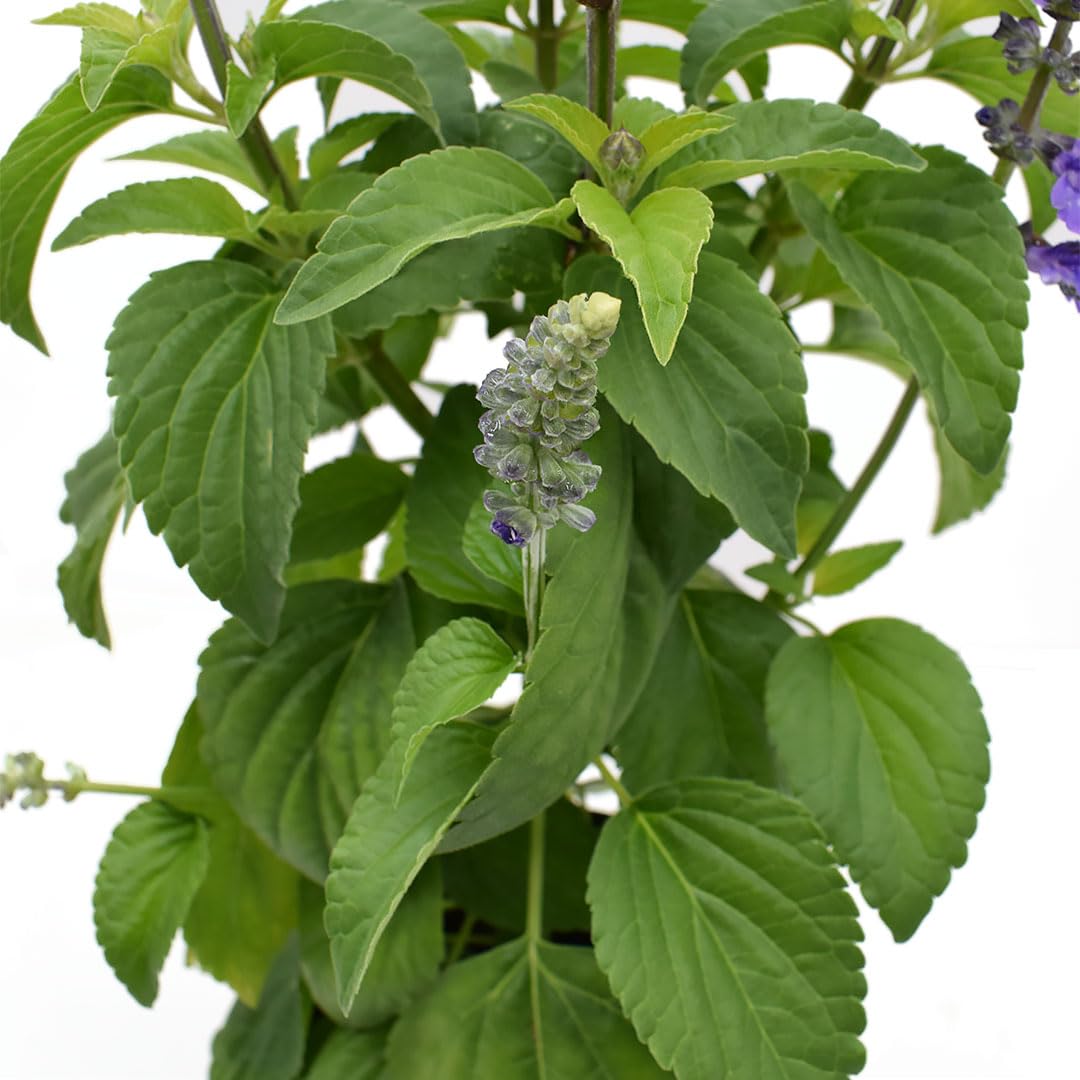 American Plant Exchange Purple Salvia Blue Sage – 6-Inch Pot – Live Flowering Perennial Plant, Drought Tolerant Easy Care Blooms for Outdoor Garden, Landscape, or Patio Decor