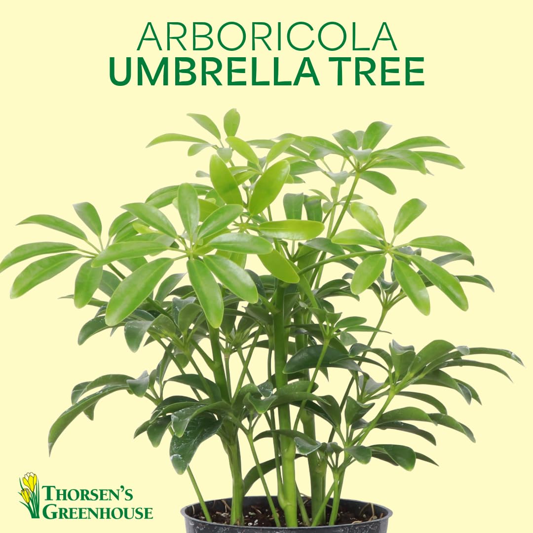 Thorsen's Greenhouse Live Arboricola Umbrella Tree Plant, Schefflera Arboricola, Natural Air Purifier, Easy to Grow, Live Indoor Houseplant, 4-inch Diameter (Natural)