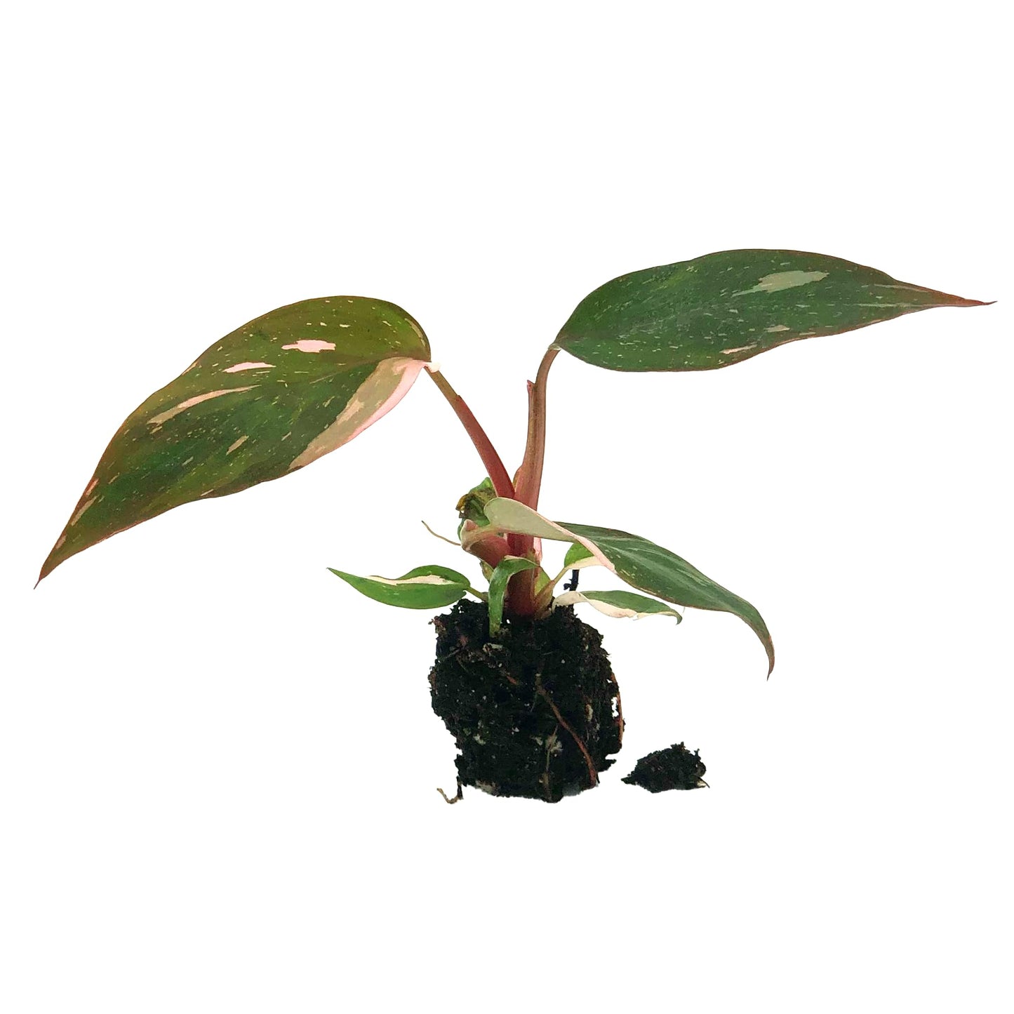 Live Plant - Philodendron Pink Princess, 4-6” Tall 2” Plug - 1ct - Live Arrival Guaranteed - House Plants for Home Decor & Gift