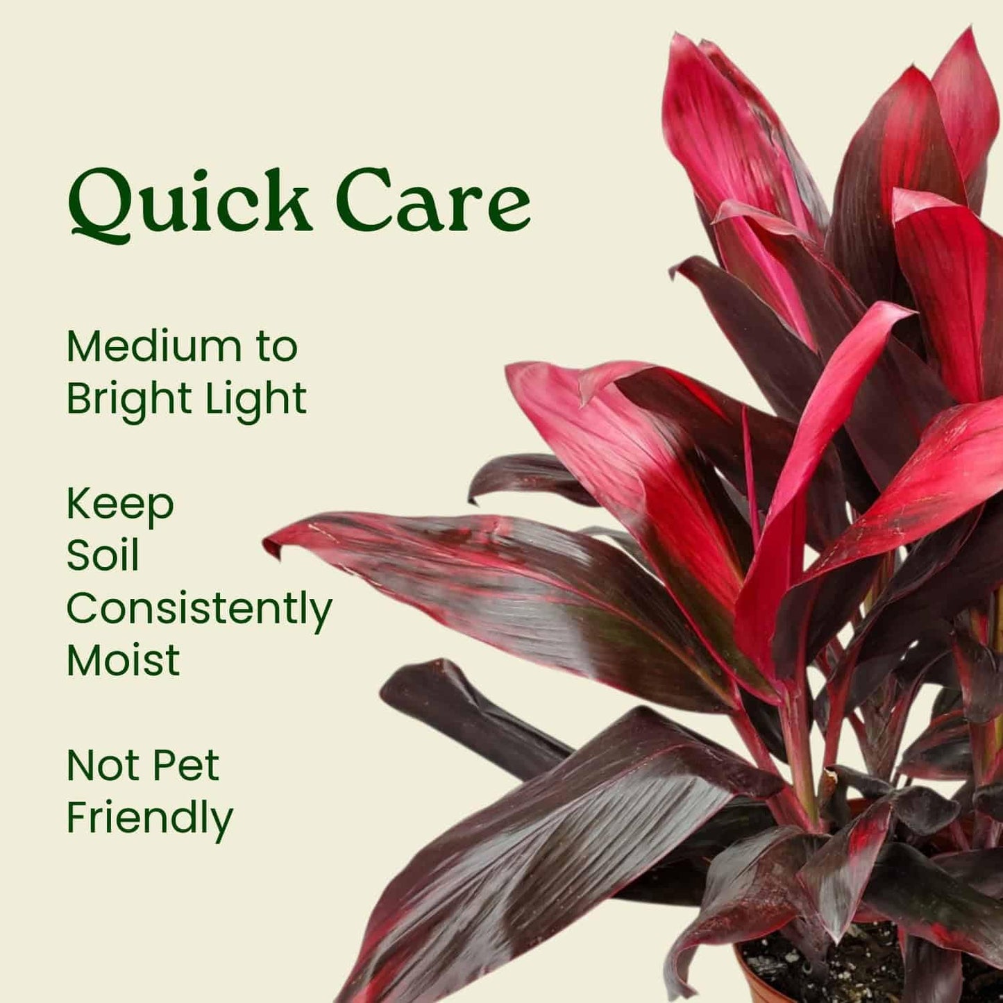 Hawaiian Ti Cordyline Plant - Tropical Foliage Plant - Overall Height 26" to 32" - Tropical Plants of Florida (Plant Only)