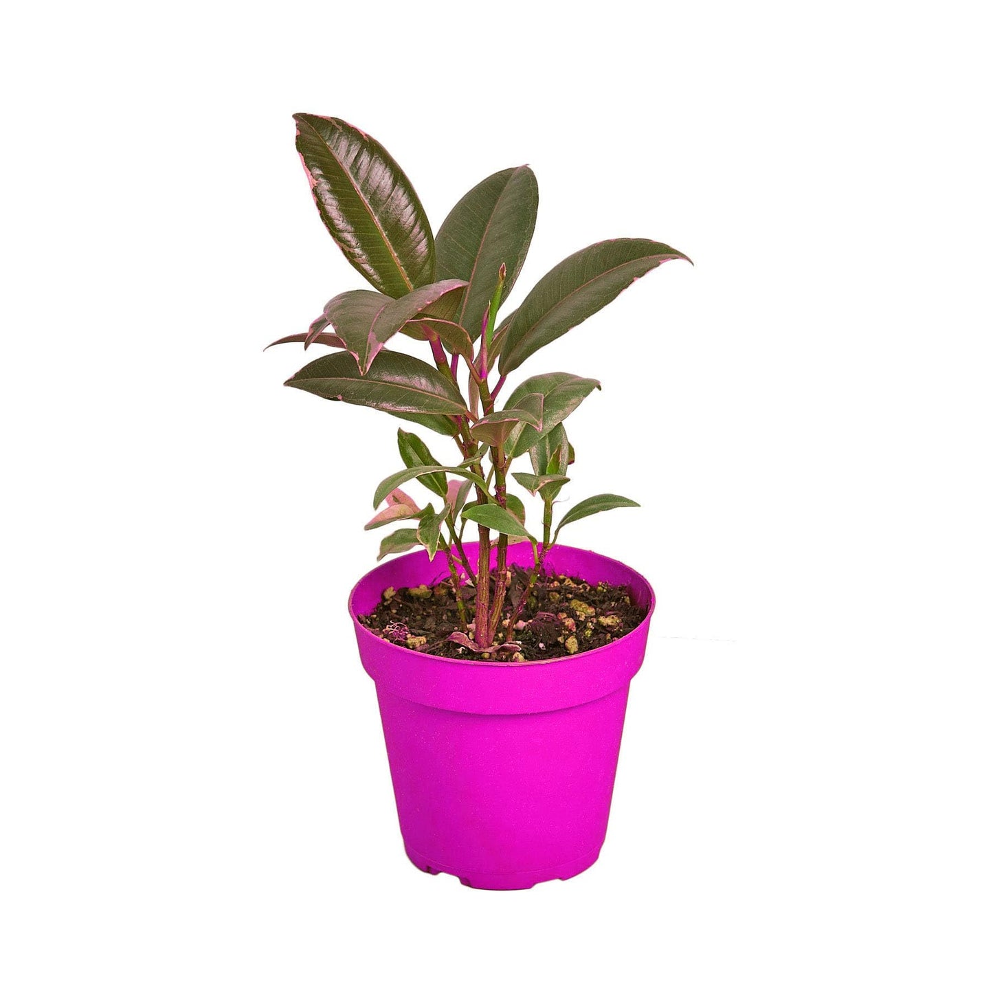10 Pack Ficus Elastica 'Tineke' - 6" Pot in 6in Pot - Live Tropical Houseplant - Easy to Grow | Air Purifying | Variegated | USA Growers | The Snobby Leaf
