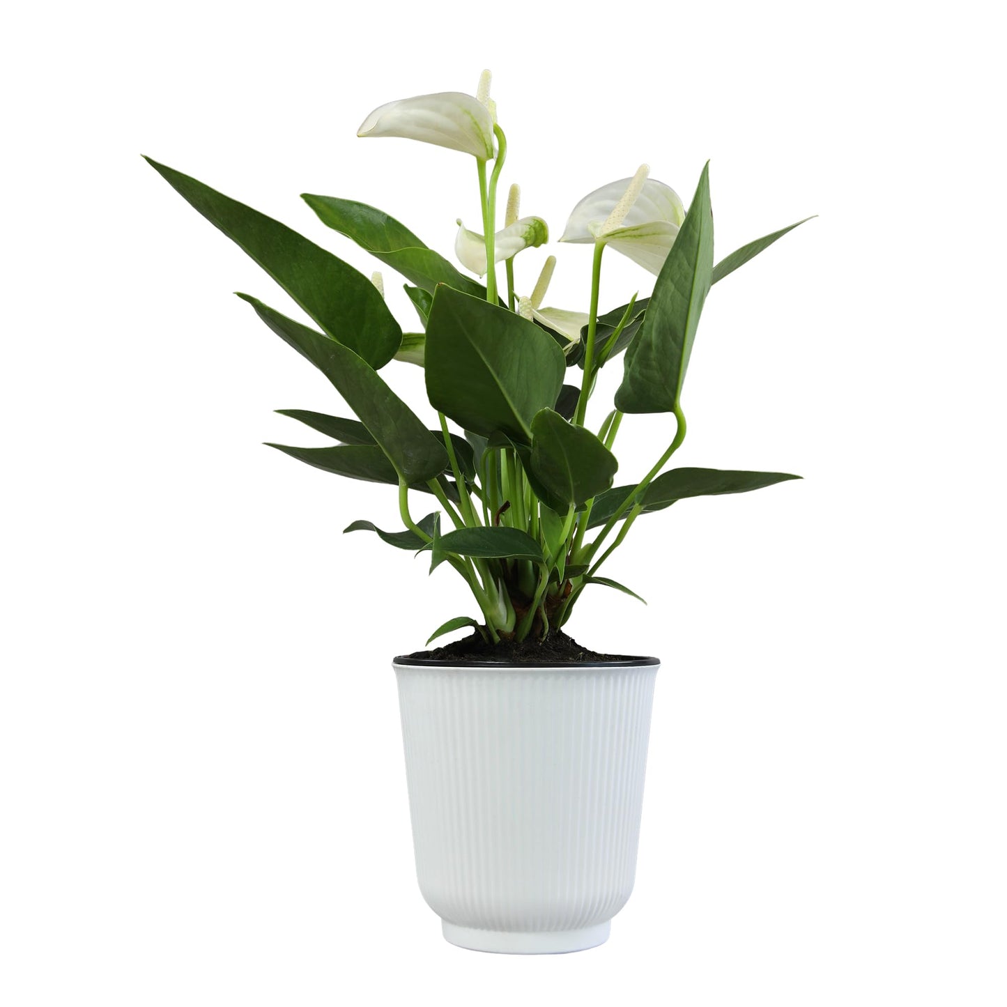White Anthurium Live Sympathy Plant (Approx 11-14" Tall), Easy to Grow Flowering Houseplant in 4" White Decor Pot by Plants for Pets