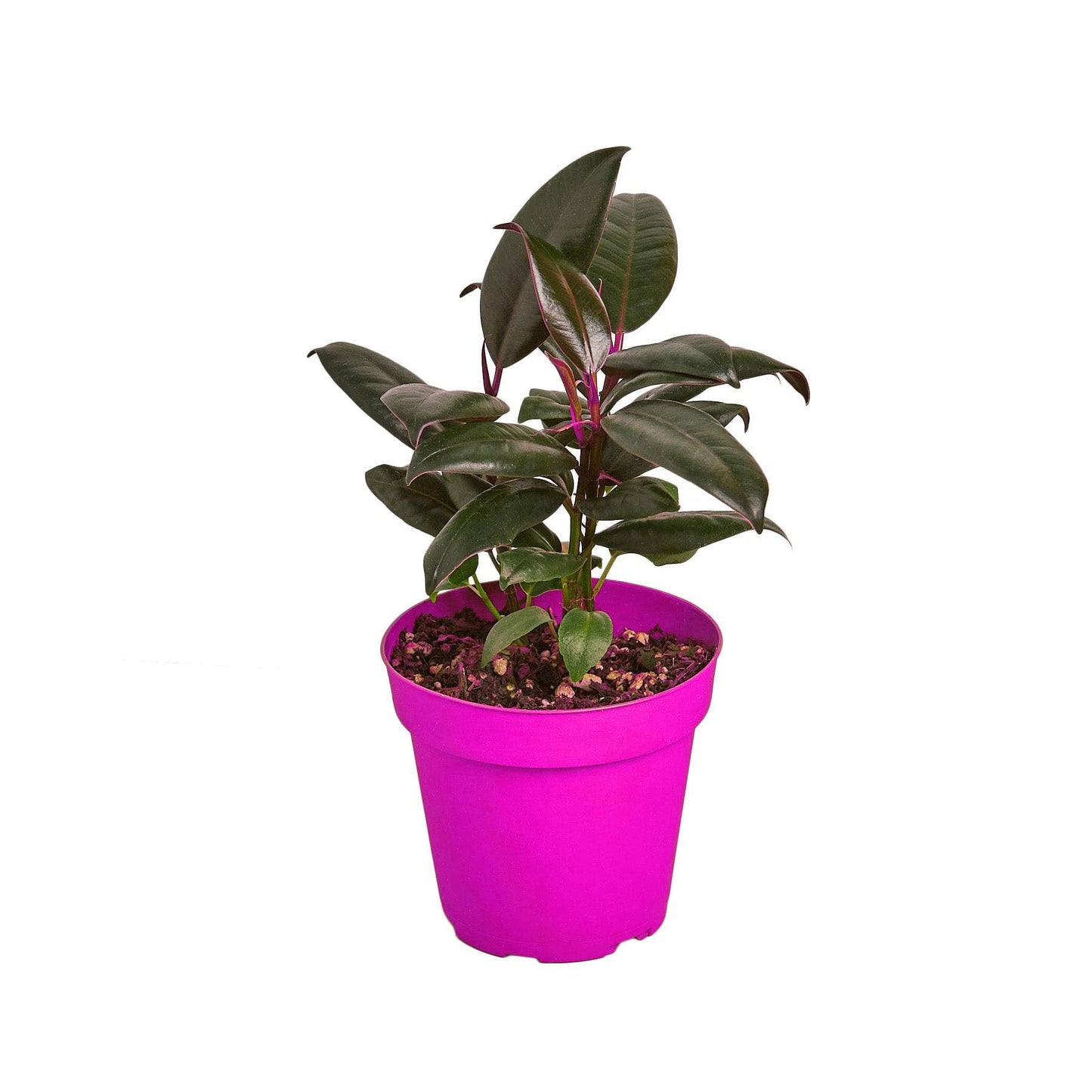 6 Pack Ficus Elastica 'Burgundy' - 6" Pot in 6in Pot - Live Tropical Houseplant - Easy to Grow | Air Purifying | Variegated | USA Growers | The Snobby Leaf