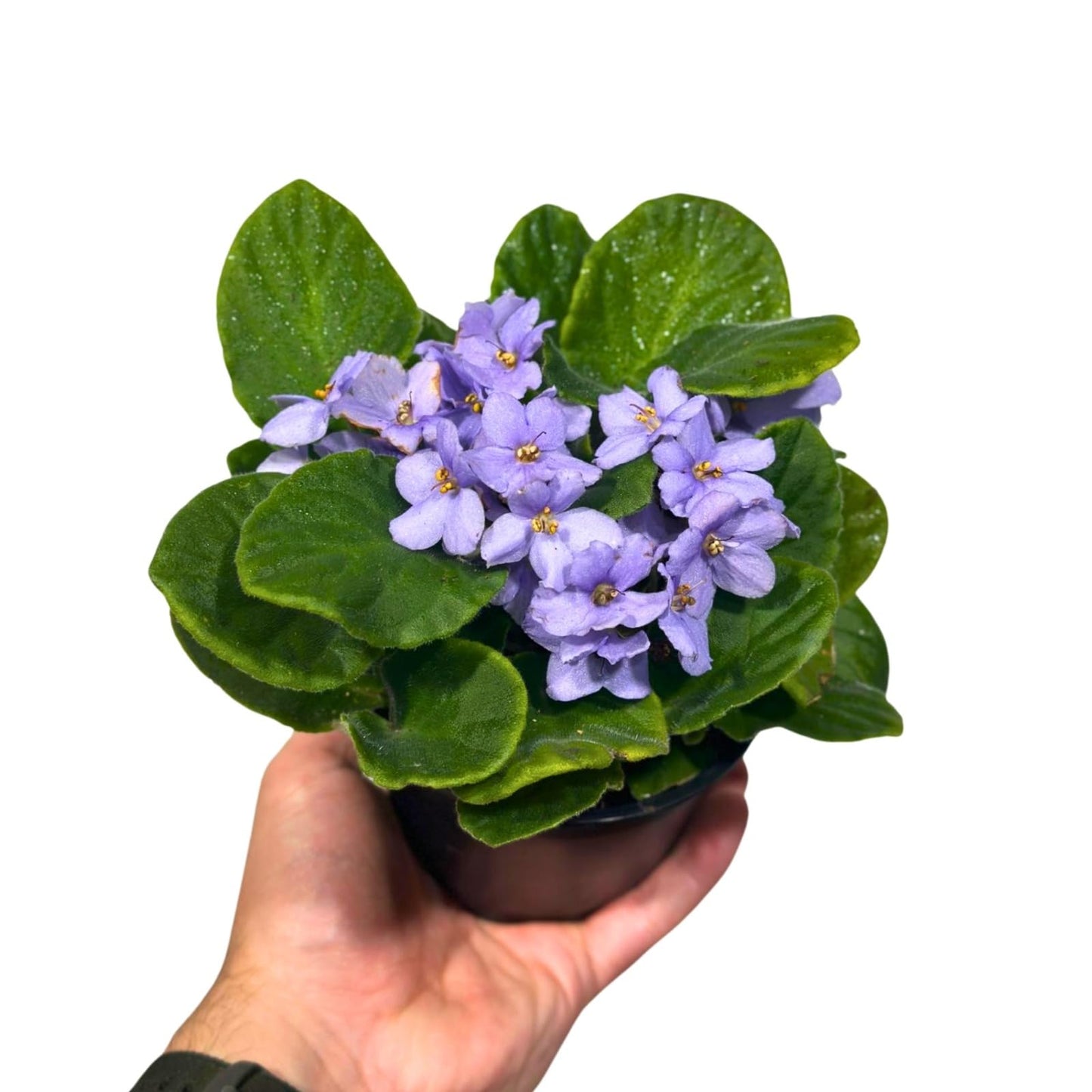 PLANTVERS African Violet Light Purple in 4” Grow Pot - Saintpaulia Ionantha - Light Puple Violets - Indoor Blooming Flower Plant - Flowering Terrarium Plant