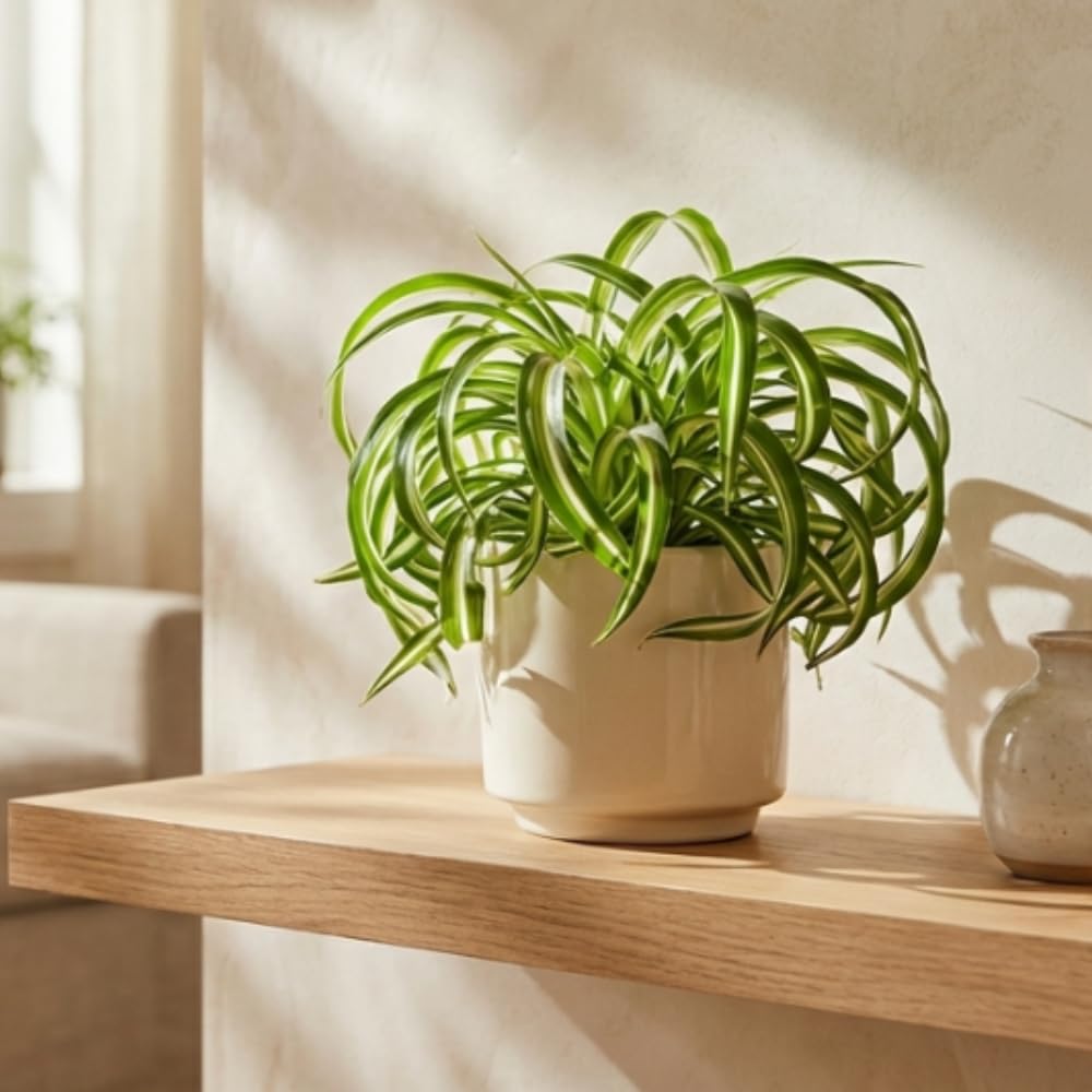Curly Spider Plant Live Plant in 3.5 Inch Pot, Indoor Houseplant with Curled Leaves, Easy Care Spider Plant for Home Office Decor