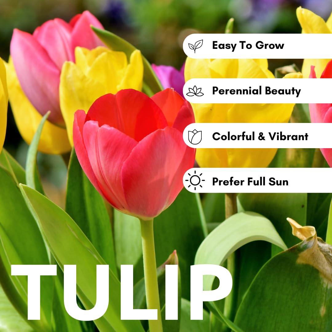 Mixed Color Tulip Bulbs for Planting - Easy to Grow Perennial Tulips, Top Size Bulbs (20 Bulbs)