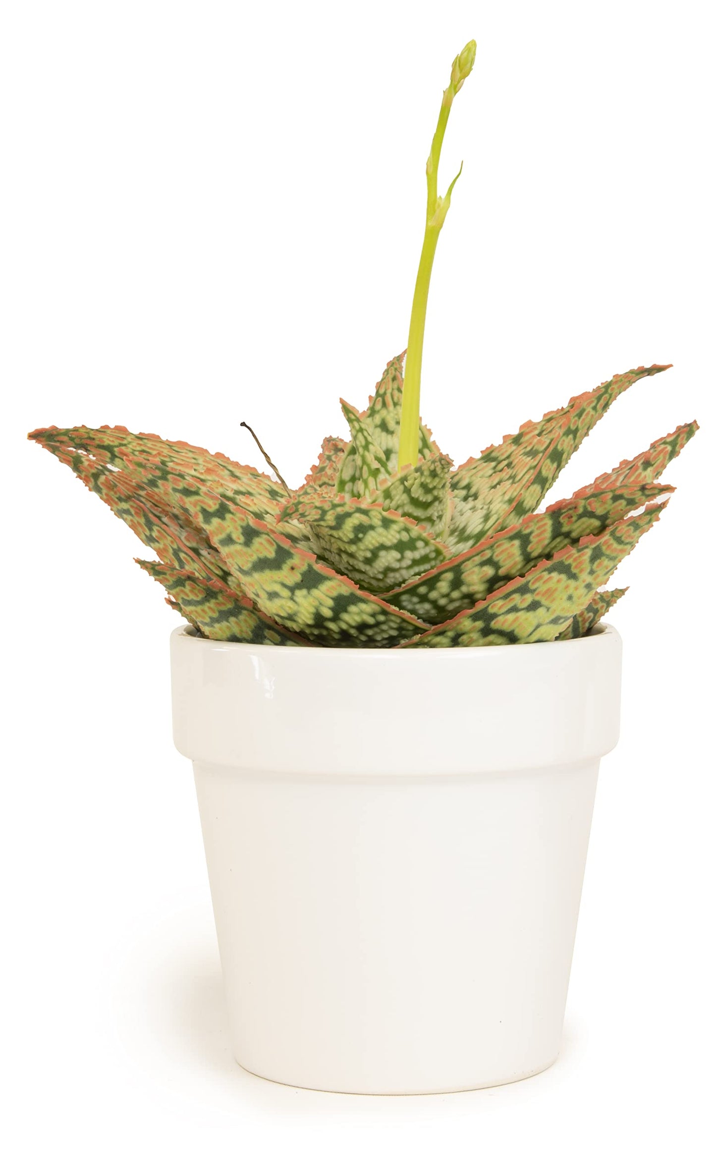 Live Aloe Plant Succulents, Star Aloe Plants Live with White Planter, Succulents Plants Live in Potting Soil Mix, Potted Succulents Live Plants, Cactus Plants Live Succulent Plants by Plants for Pets
