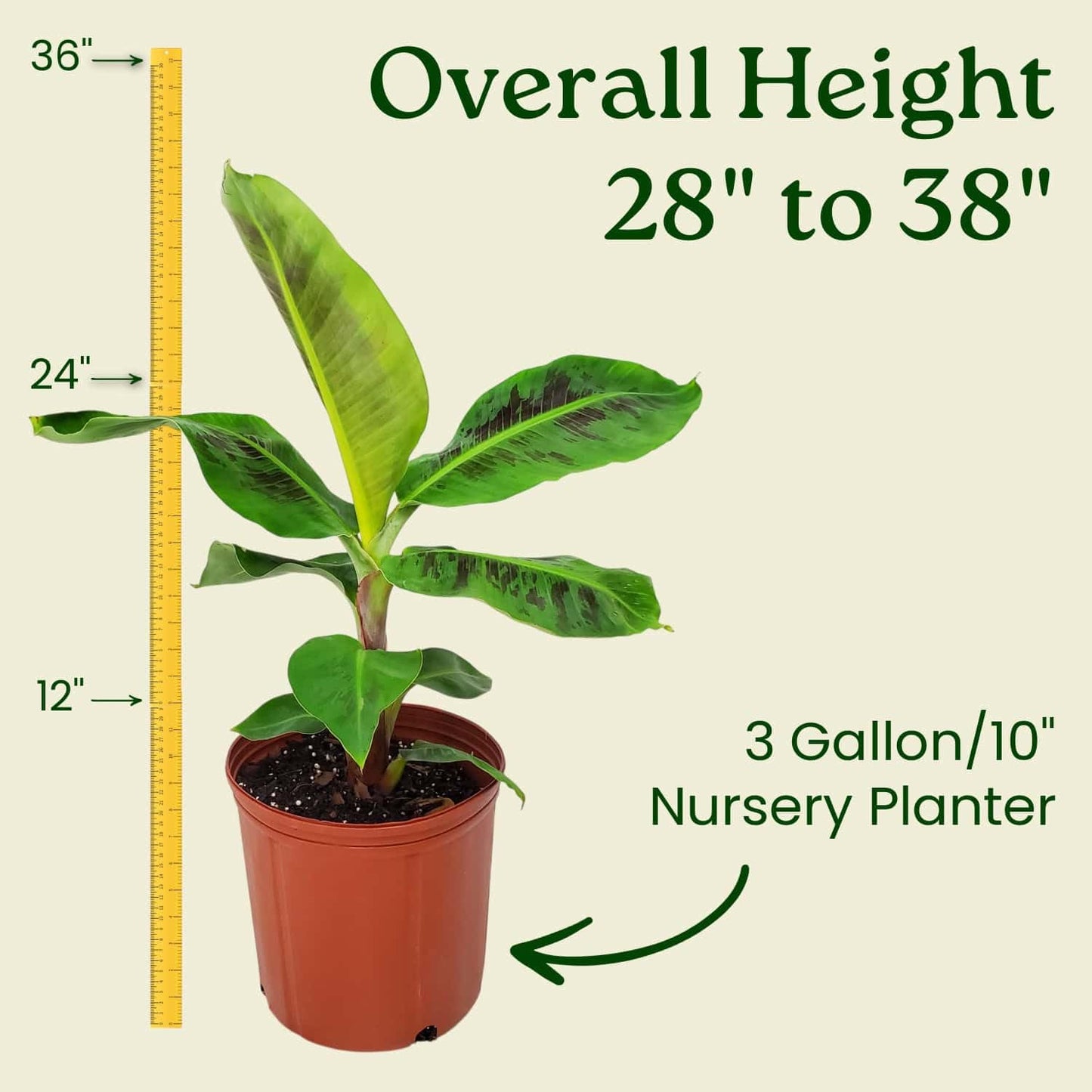 Tropical Plants of Florida Dwarf Cavendish Banana Tree Live Plant 3 Gallon Nursery Pot, 28 to 38 Inch Tall Edible Banana Plant, Tropical Patio Outdoor Tree