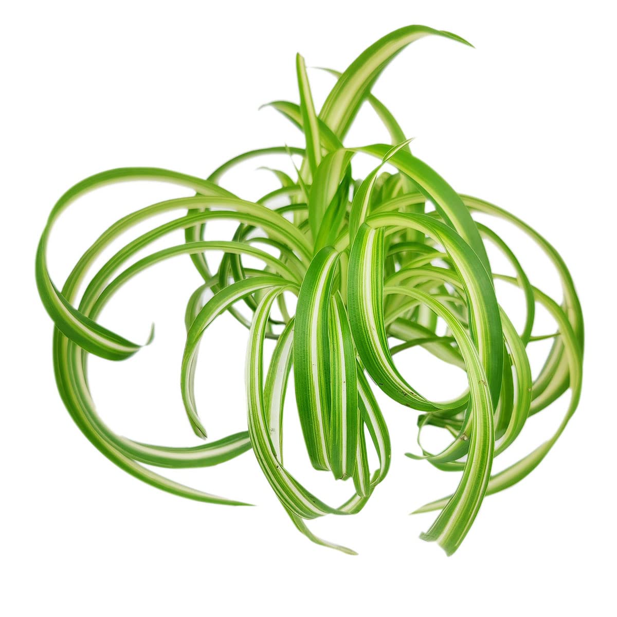 Curly Spider Plant 'Bonnie' (4" Grower Pot) - Healthy Houseplant - Easy Care Indoor Houseplant, Fully Rooted in 2/4/4.5/5/6 inch Sizes