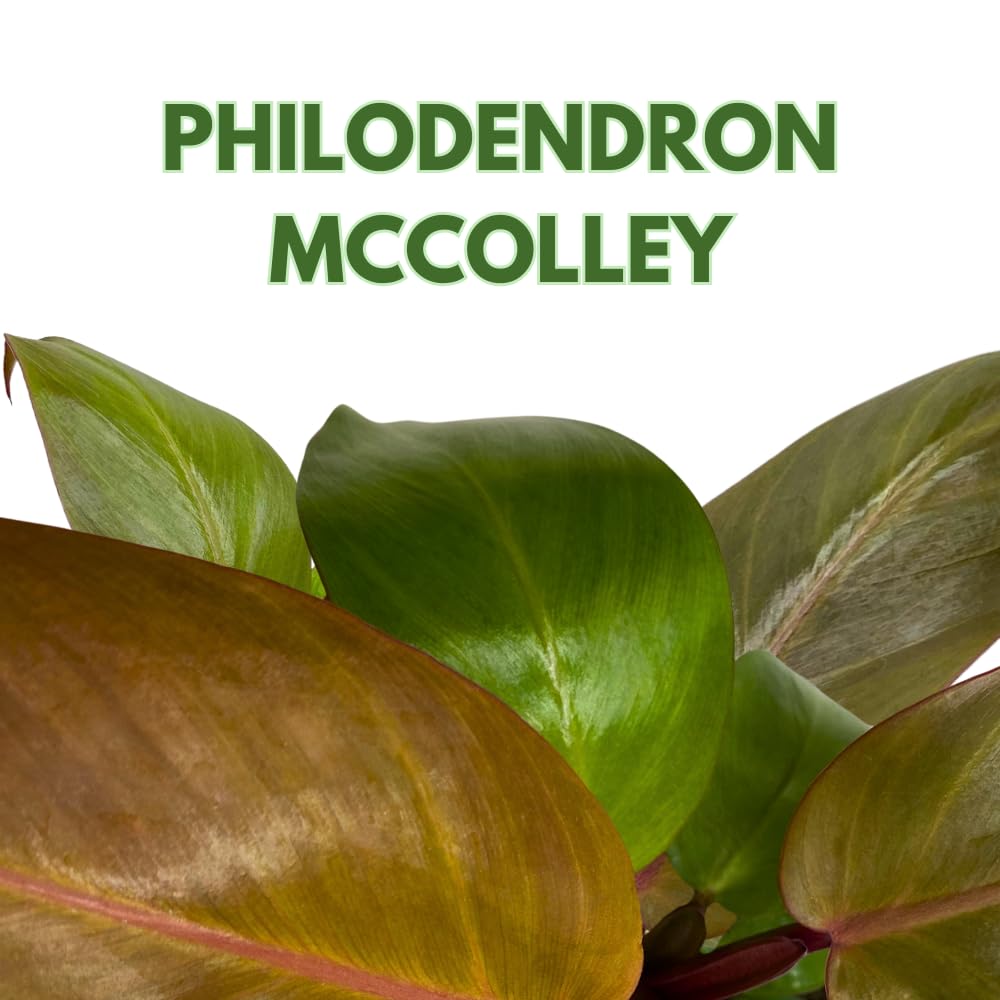 BubbleBlooms Philodendron McColley's Finale, 4 inch Bright Red Philo