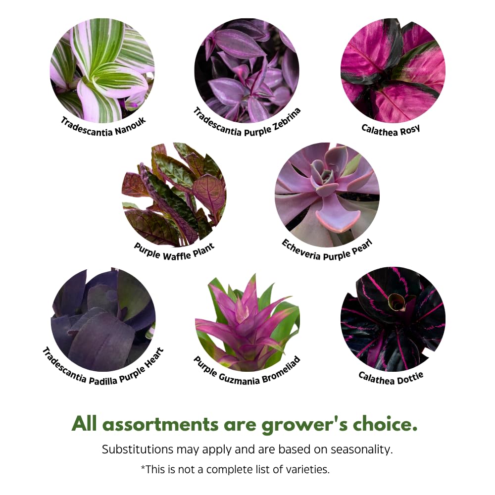 BubbleBlooms Purple House Plants Foliage Assortment Set of 3 in 4 inch pots