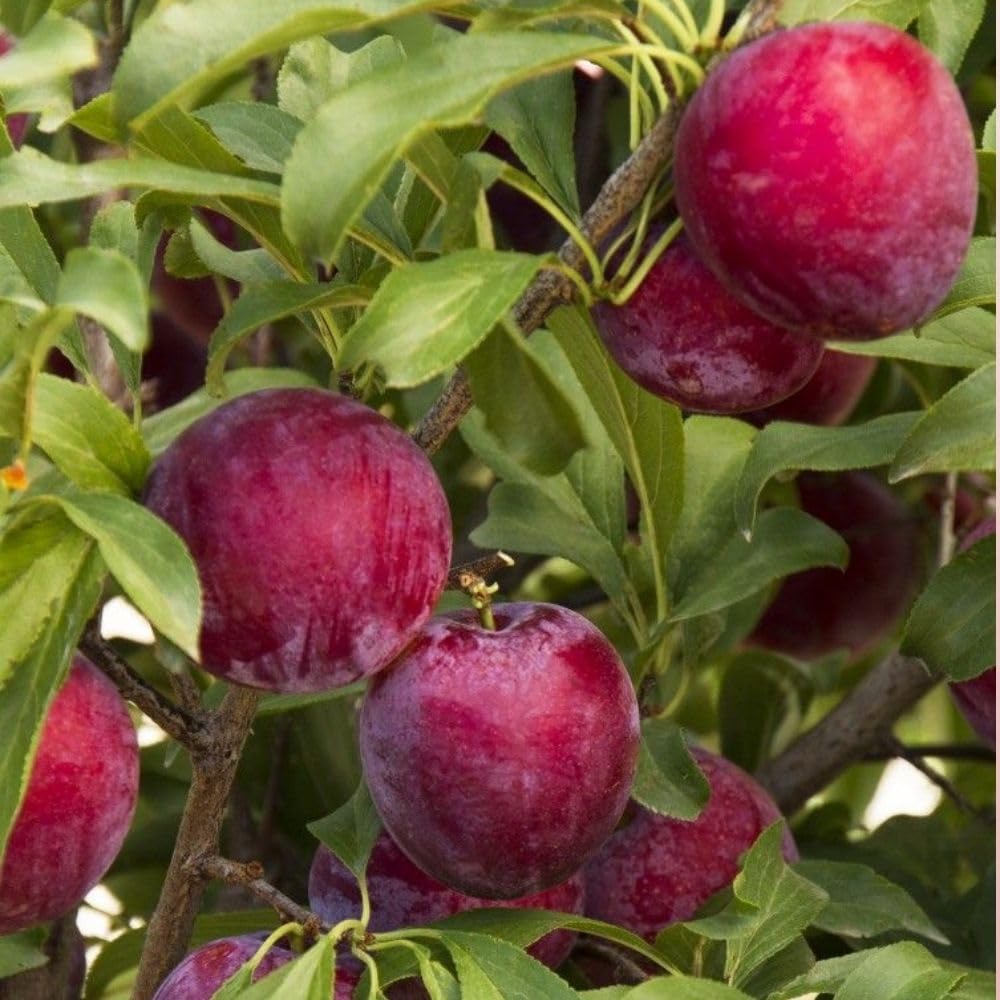 Santa Rosa Plum Tree 2-3 Feet Tall, Red Plum Tree Plant Live in 3 Gallon Pot, Tropical Plums Grafted Trees for Planting Outdoor Garden, No Ship to CA