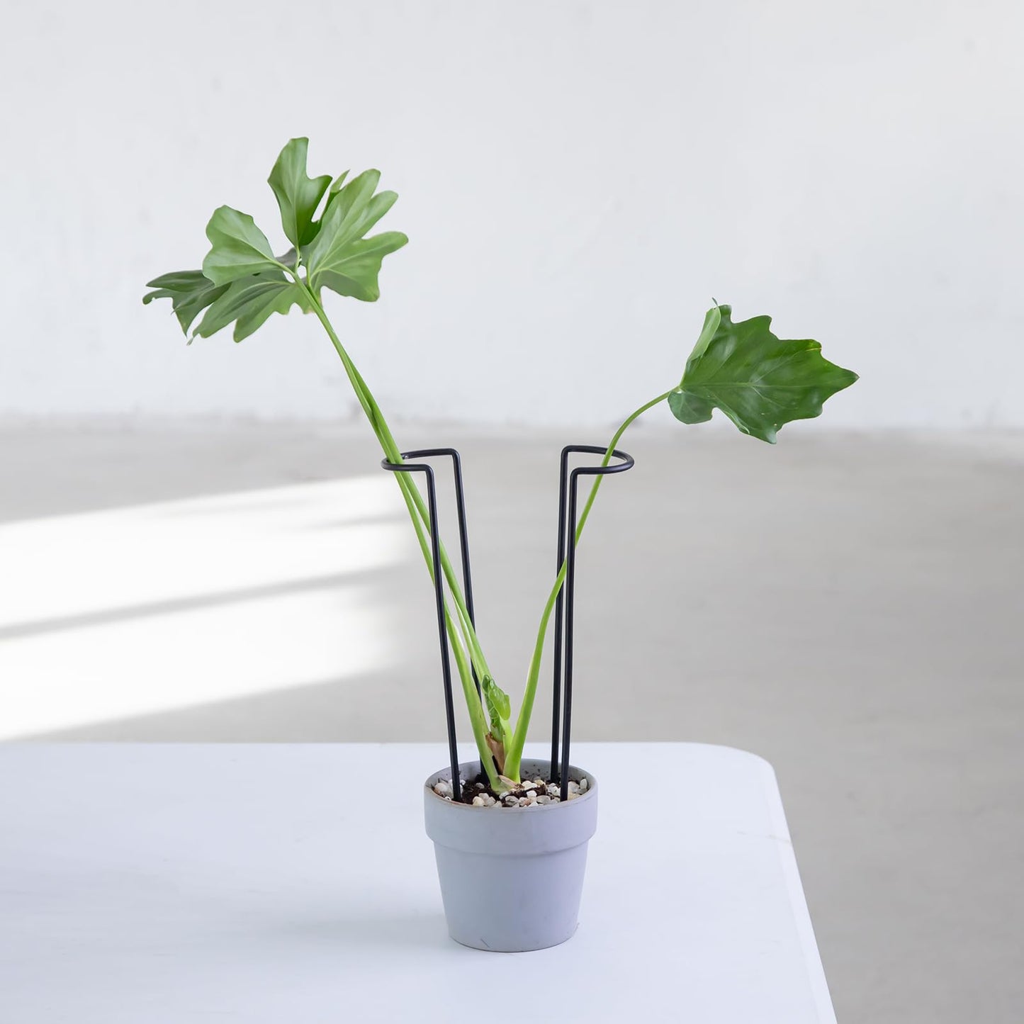GOOOXIM 10-Pack Monstera Plant Support - 12 Inch Durable Iron U-Shaped Trellis Stakes for Indoor & Outdoor Medium-Sized Potted Plants - Perfect Stem Holder for Monstera & More