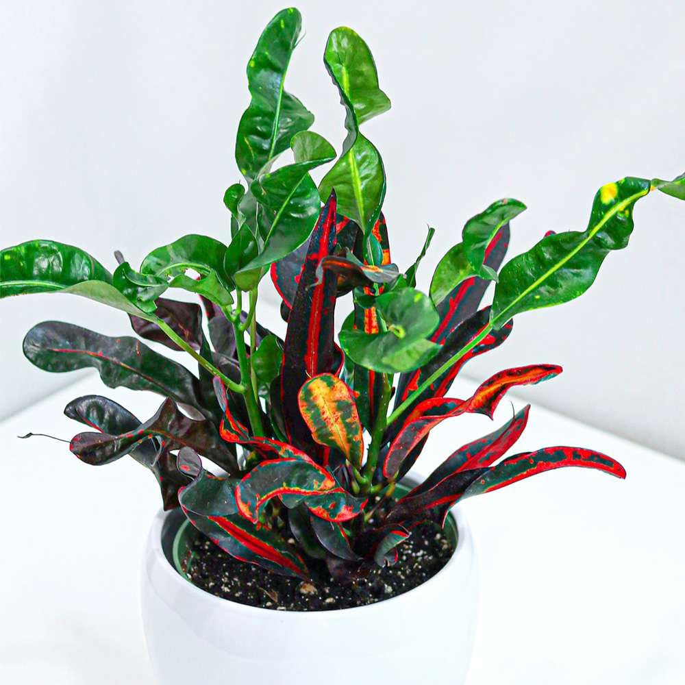 Croton Mammy Live Plant for Indoor | Different Houseplants in 4'' & 6'' Pot | Real House Plant for Living Room, Office, Desk & Bathroom | Codiaeum | Mammy