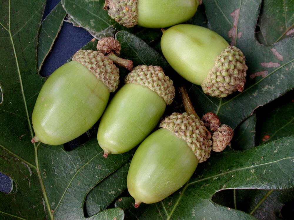 Generic Two Seedling of White Oak Trees - Quercus robur - 10"" to 14"" Tall (See State Restrictions), green