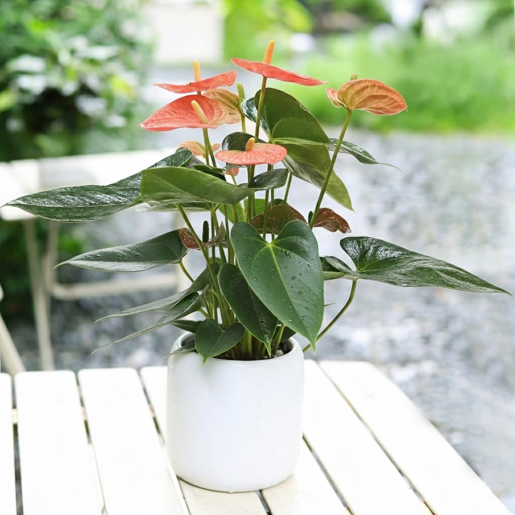 Live Indoor Flowering Houseplants, Anthurium 'Orange' in 6" Grower Pot, Easy Care Houseplants, Live Plants for Home and Office Decor