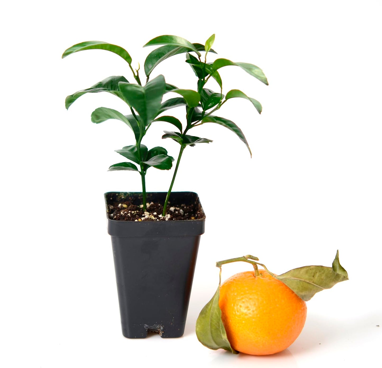 Gerald Winters and Son Satsuma Mandarin Tree - Pot of 2 Starter Plants. Citrus unshiu. 3'' - 5'', Orange