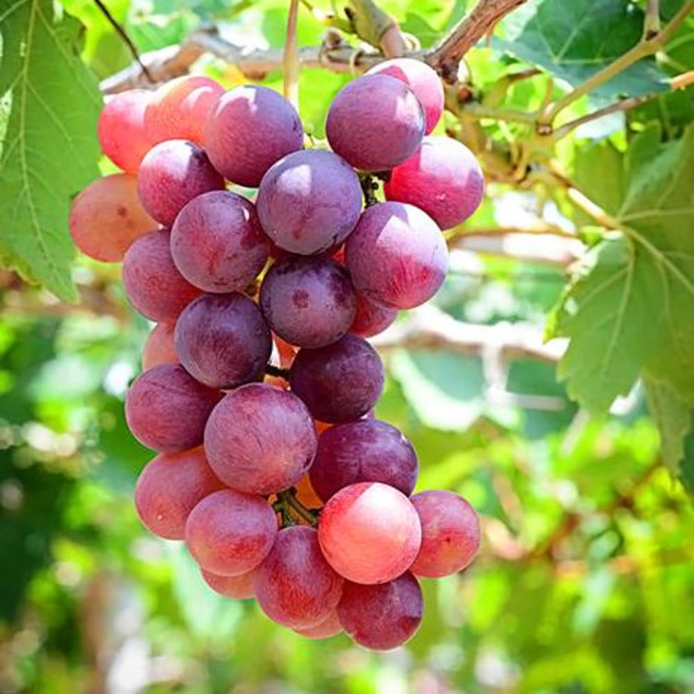 Red Grape Vine Plant Live for Planting 1 to 2 Years Old, Bunch Grape Plant Live Grape Tree, Grape Fruit Tree for Planting