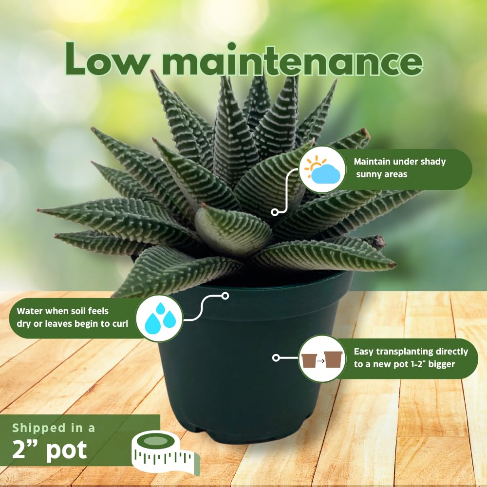 BubbleBlooms Haworthia Miami, 2 inch wandera Tropiflora Lace Aloe