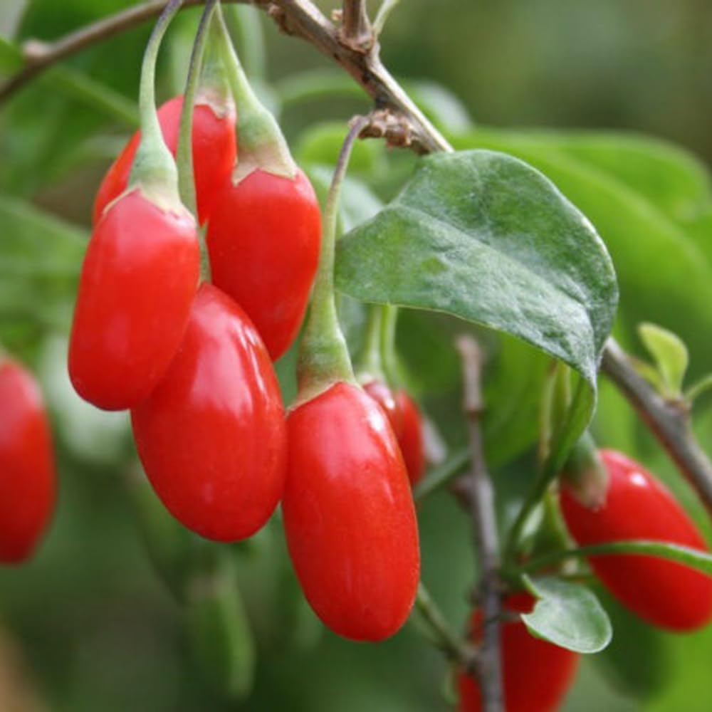 5-9" Tall Goji Berry Plant Live for Planting, Red Goji Berry Tree Live Plant, Well-Rooted