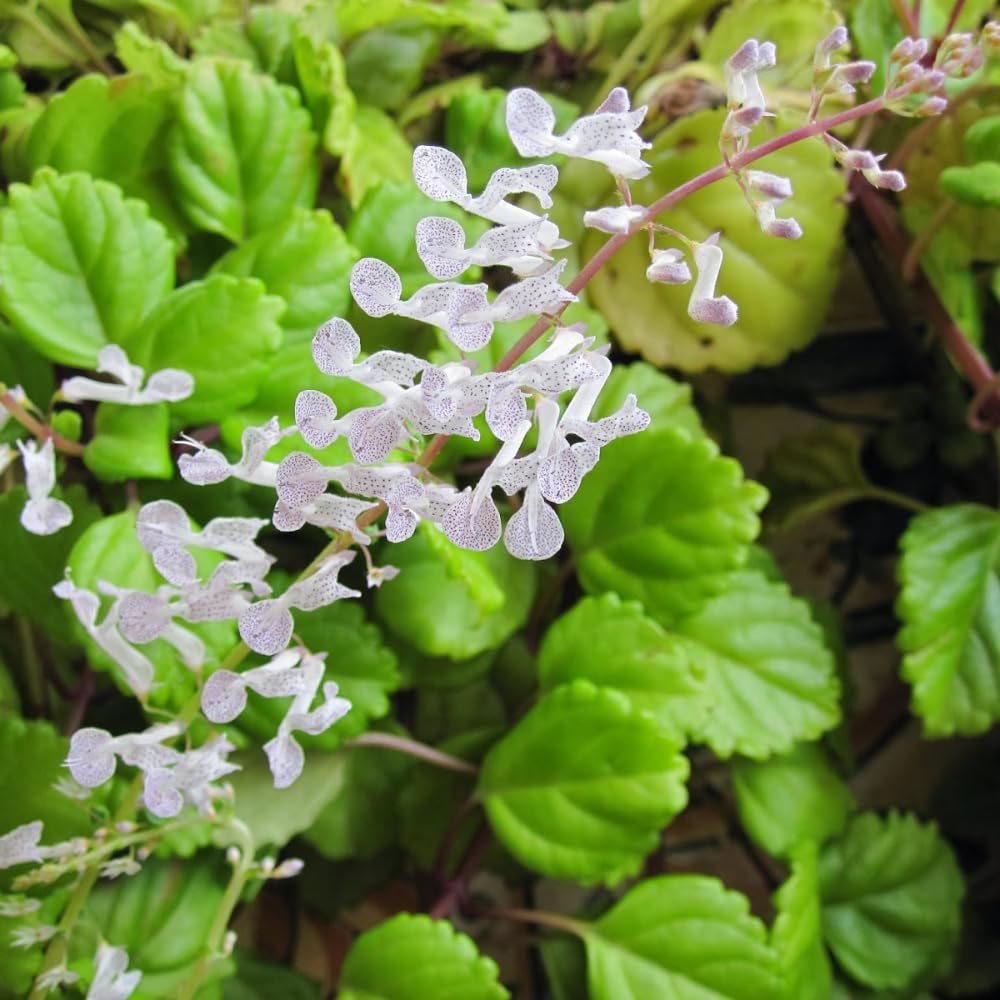 Pack 2 Swedish Ivy Plants Live Indoors in One Pot, Plectranthus Swedish Ivy House Plants, Live Swedish Ivy Vine, 4-6" Tall (Green Swedish Ivy)
