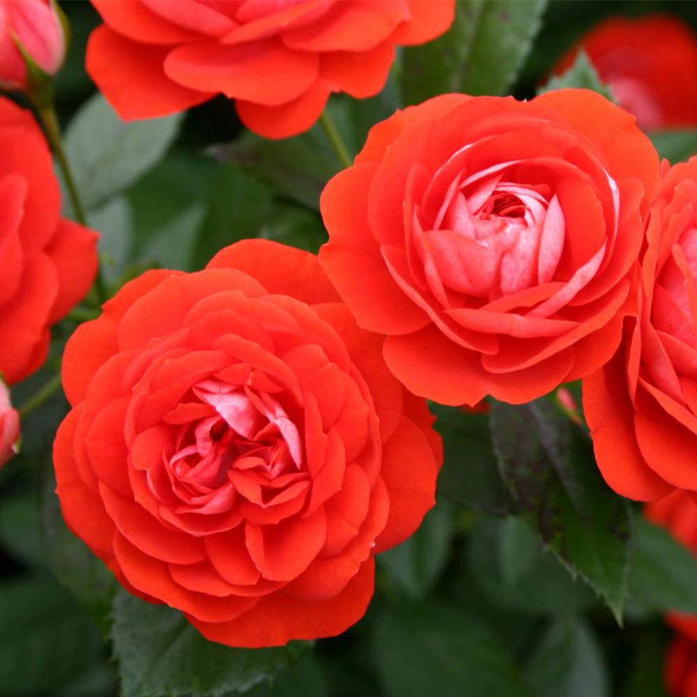 Heirloom Floribunda Roses, Live Own Root Plant for Outdoor Garden, Veranda® Brilliant™, No Fragrance, Hardiness Zones: 5-9, Repeat Blooming