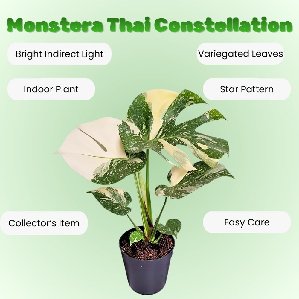 Constellation Monstera Plant Live, Variegated Thai Monstera Deliciosa, Variegated Leaves, Live Indoor Plant, 4–6 Inches Starter Plant for Indoor Houseplant