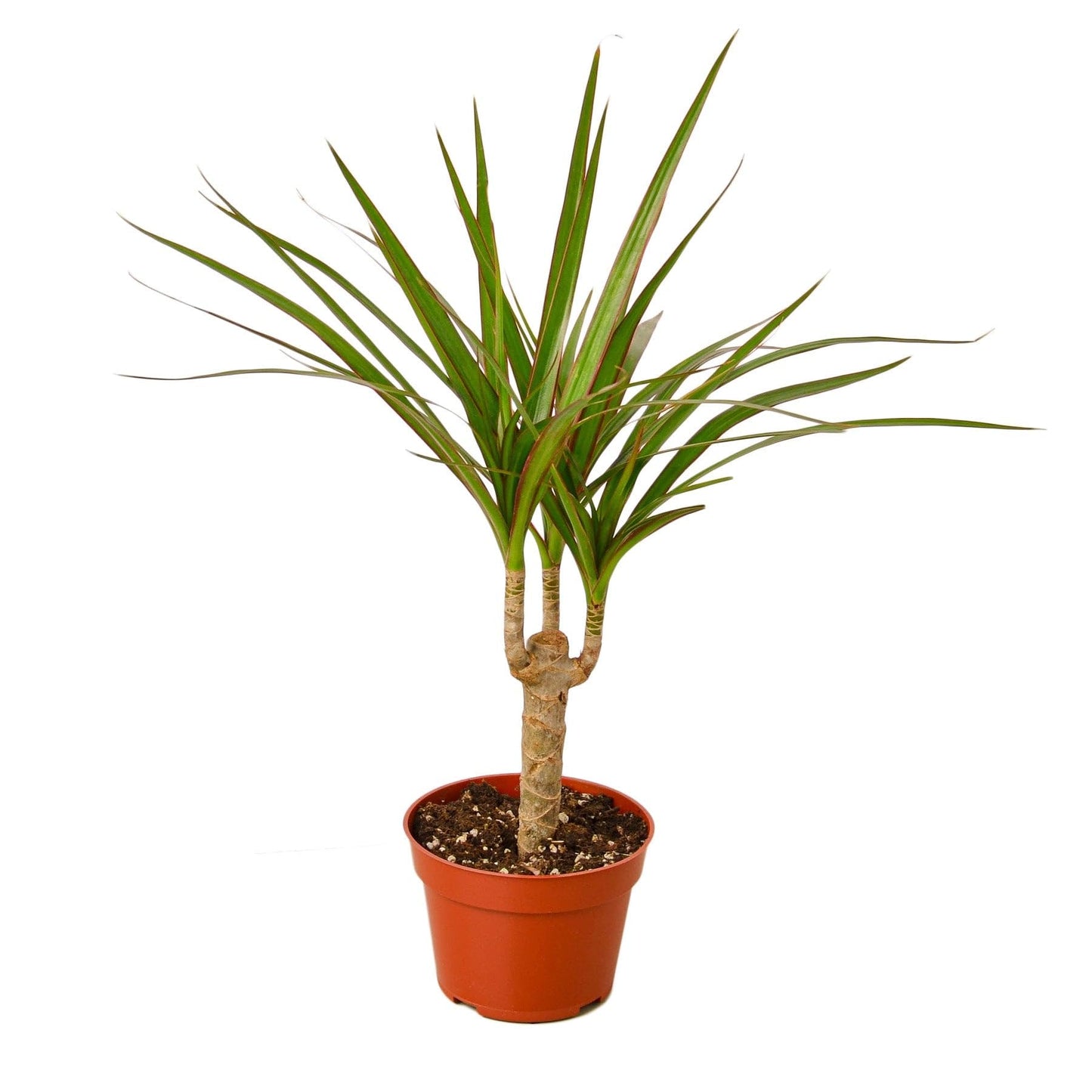 Dracaena Marginata Cane | Live Plant for Indoor & Outdoor | for Living Room, Office, Bathroom | (4" Pot)