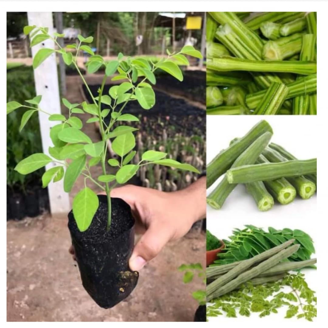 Malunggay Plant Live in Pot, 1 Moringa Oleifera Drumstick Horseradish Tree 6"-8" Tall from Bottom Pot for Planting
