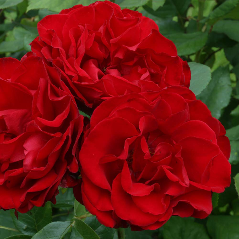 Heirloom Climbing Roses, Live Own Root Plant for Outdoor Garden, Dublin Bay®, Lightly Fragrant, Hardiness Zones 5-10, Continual Blooming
