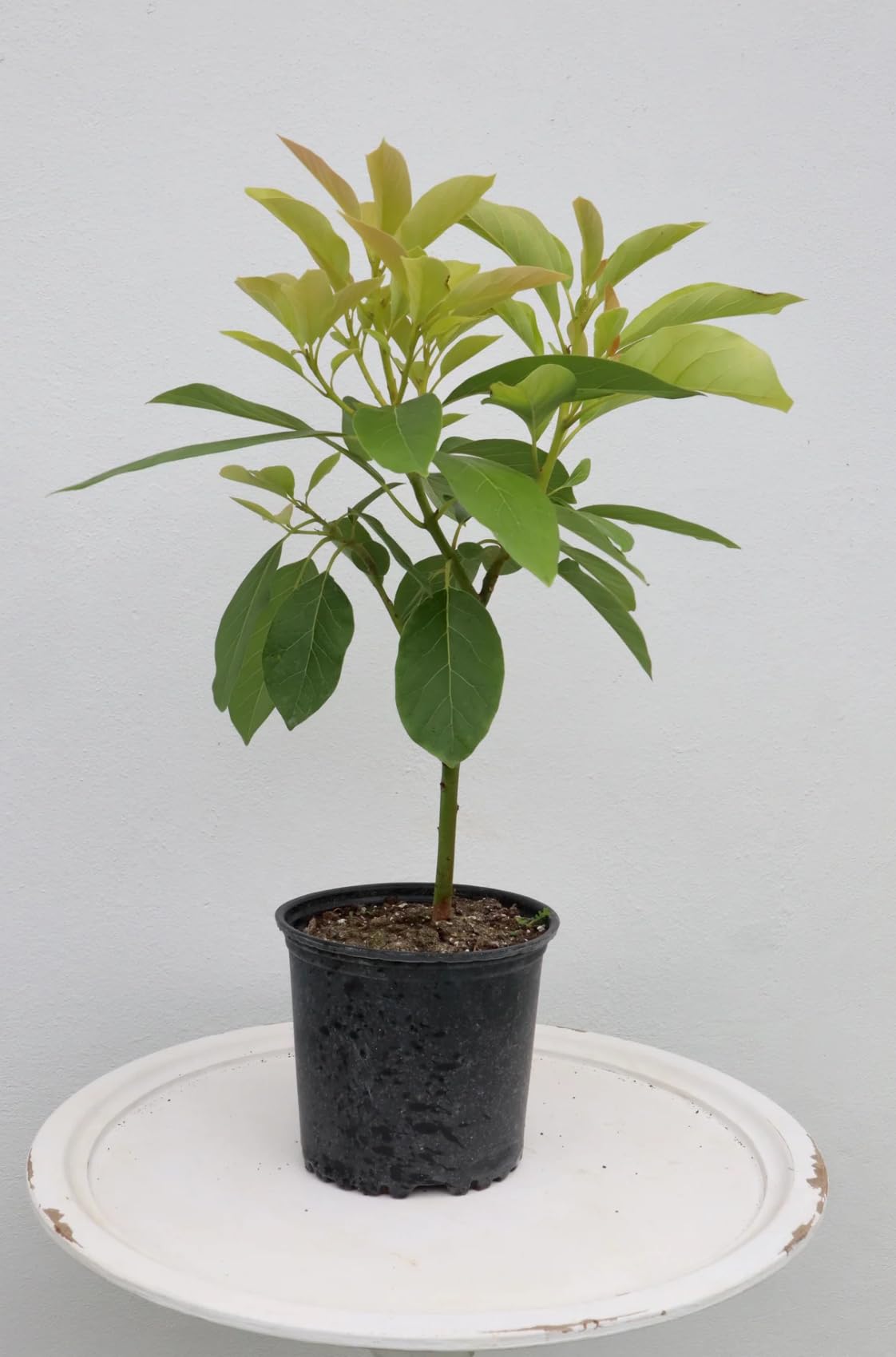 Red Avocado (perseamericana) Live Fruit Tree (Aguacate) (10inch-1ft)