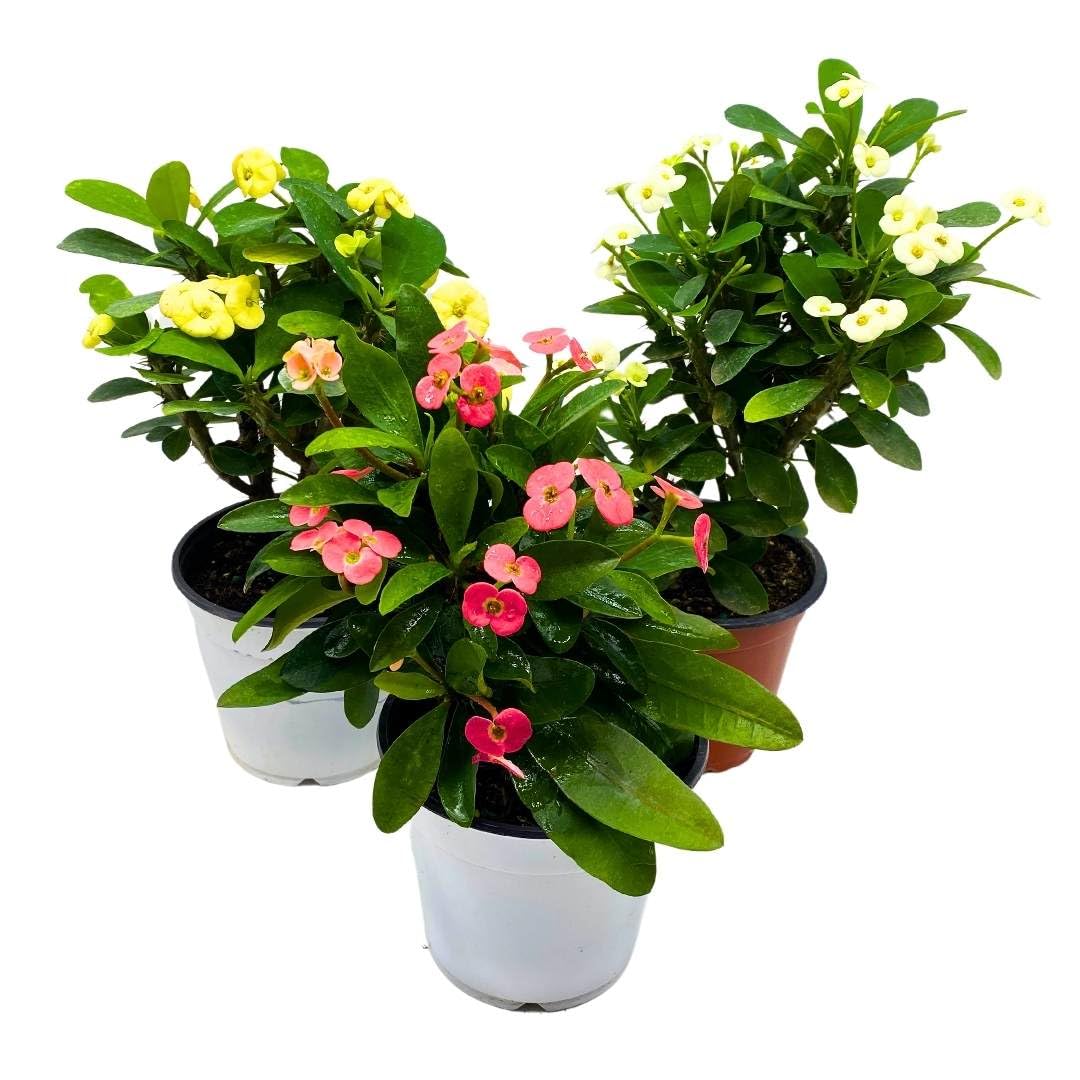 BubbleBlooms Crown of Thorns, Euphorbia milii Assortment, Set of 3 in 4 inch pots, Crown-of-Thorns Plant, Christ Thorn