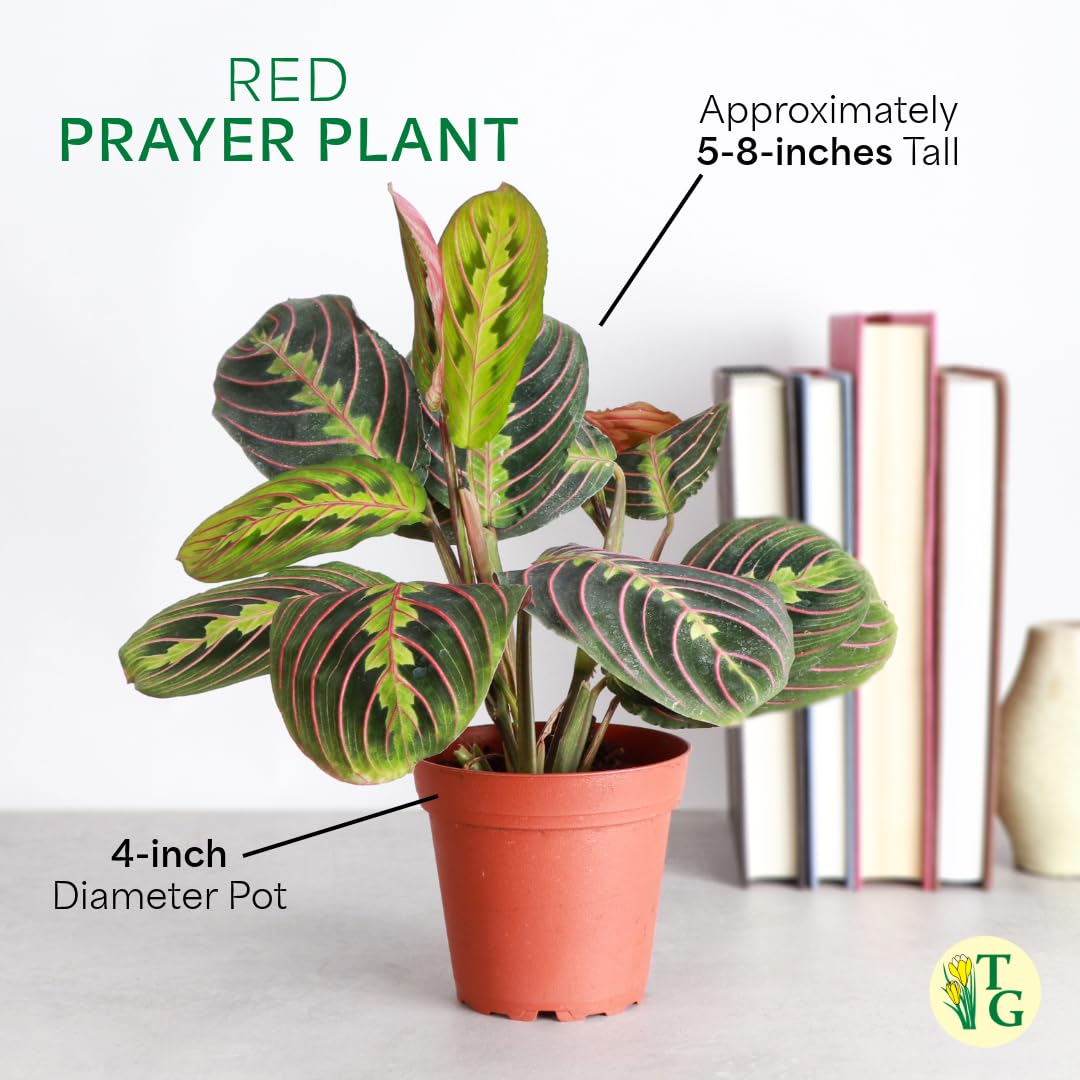 Thorsen's Greenhouse Red Prayer Plant, Live Indoor Plant, Pet Friendly, Popular Houseplant, Red Maranta, Easy to Grow, 4" Diameter Pot (Nursery Pot)