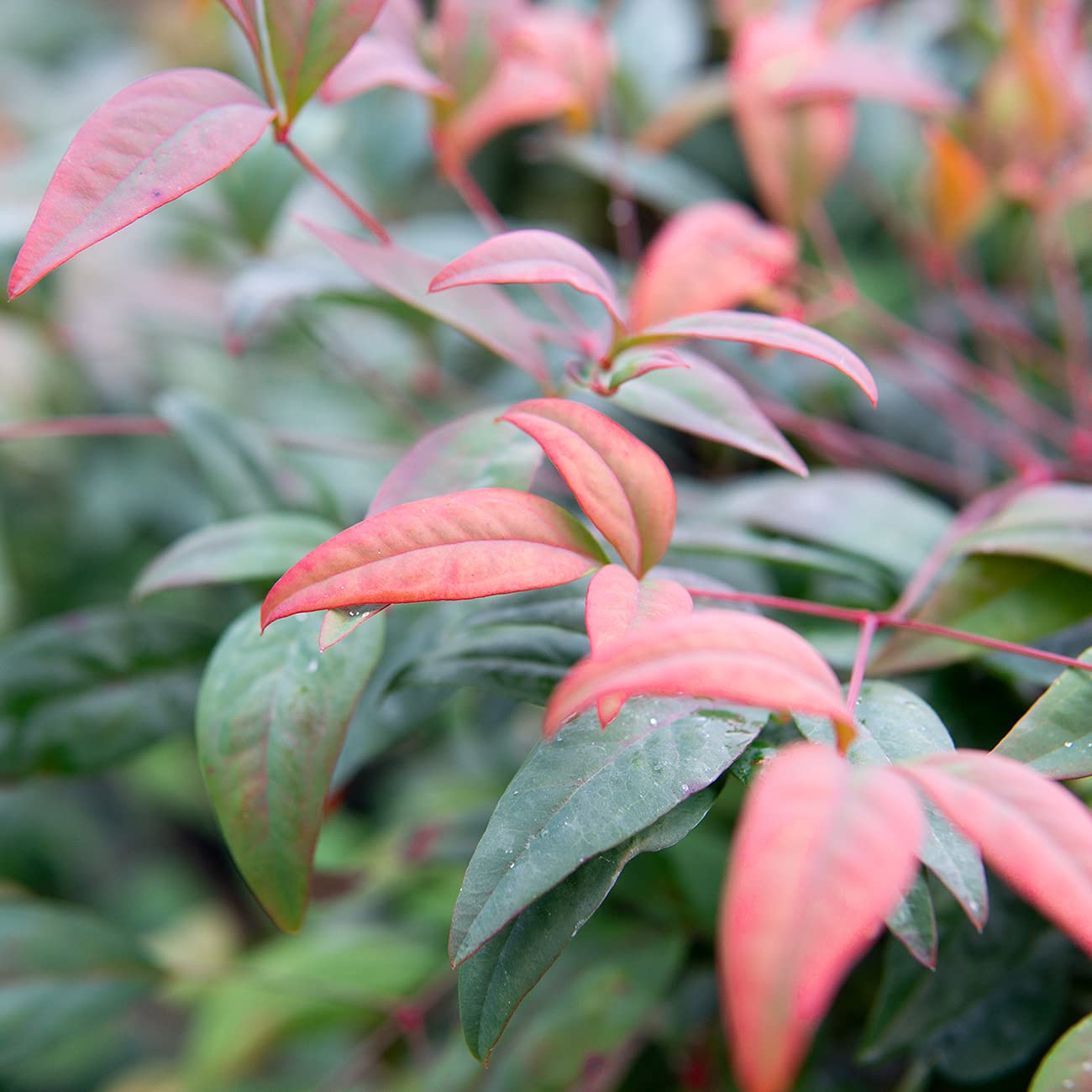 PERFECT PLANTS Firepower Nandina 1 Gal. Pot | Heavenly Bamboo | Low Maintenance | Eye Catching Green and Blush Pink Foliage