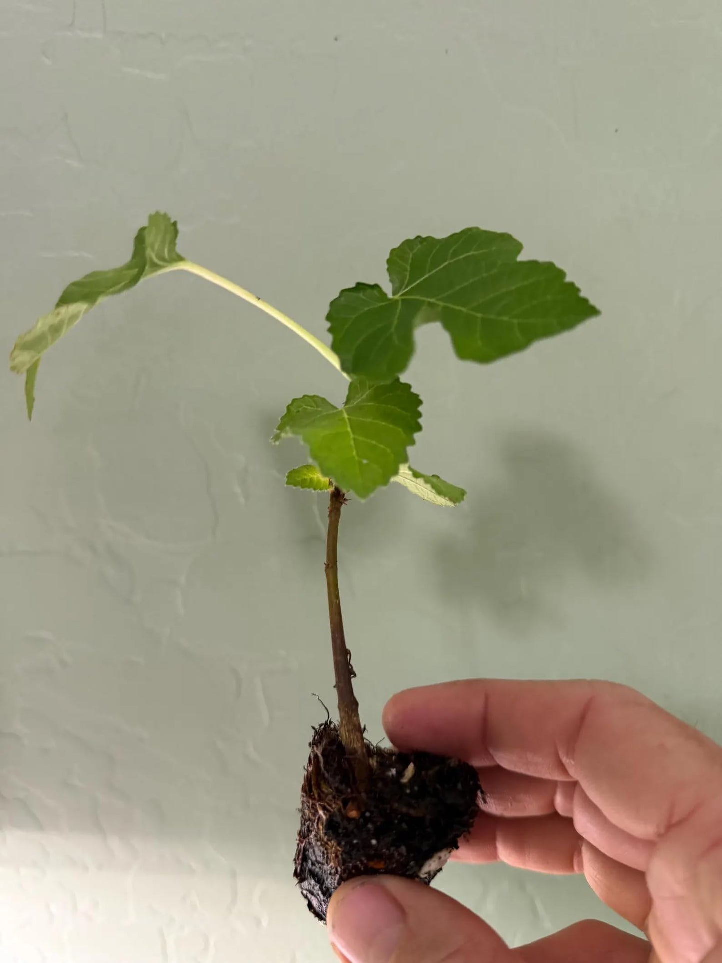 Live Olympian Fig Tree (5-9") - Award Winning Ficus Carica - Ultra Cold Hardy Zone 6-10 - Large Sweet Fruit - Self-Pollinating Container or Garden Patio Plant - Heavy Producer
