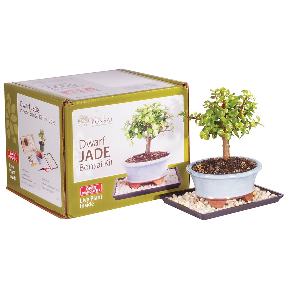 Brussel's Bonsai - Live Dwarf Jade Bonsai Tree Starter Kit with Ceramic Bonsai Pot & Bonsai Soil, Indoor Bonsai Plant Kit, Easy Care Houseplant for Beginners (Green)