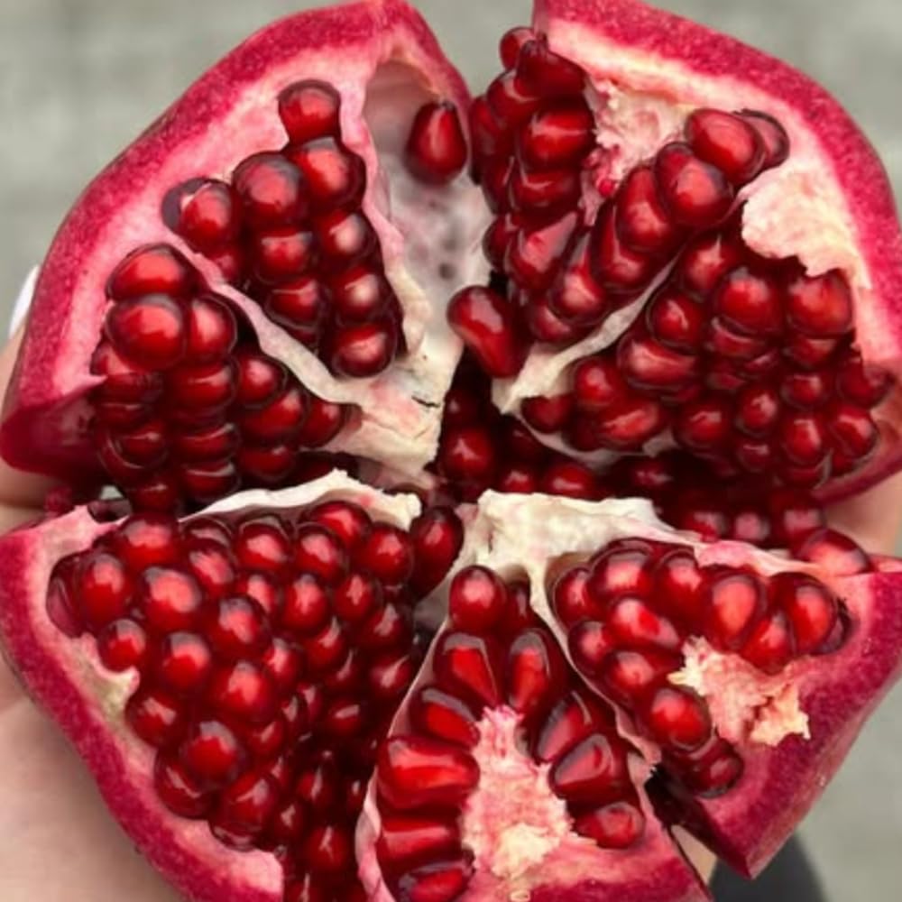 Pomegranate Tree Live Plant, Wonderful Pomegranate Plant Live, 4 to 7 Inc, Sweet Fruit Tropical Plant