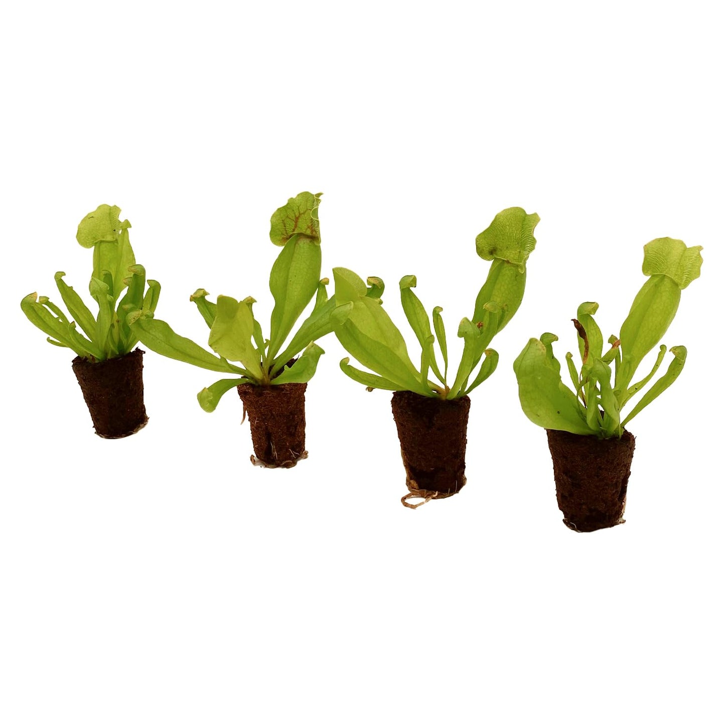 ragnaroc Sarracenia Purpurea SSP. Venosa 2-4" (Purple Pitcher Plant) 1ct – Live Plant for Indoor Outdoor Use, Carnivorous Plant – Live Arrival Guaranteed